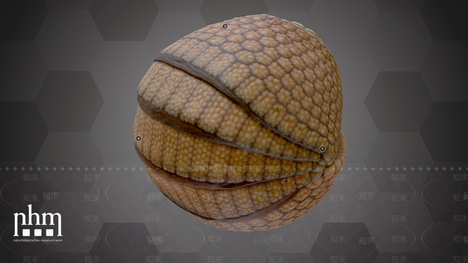 其他动物3D模型下载【ID:1195441922】