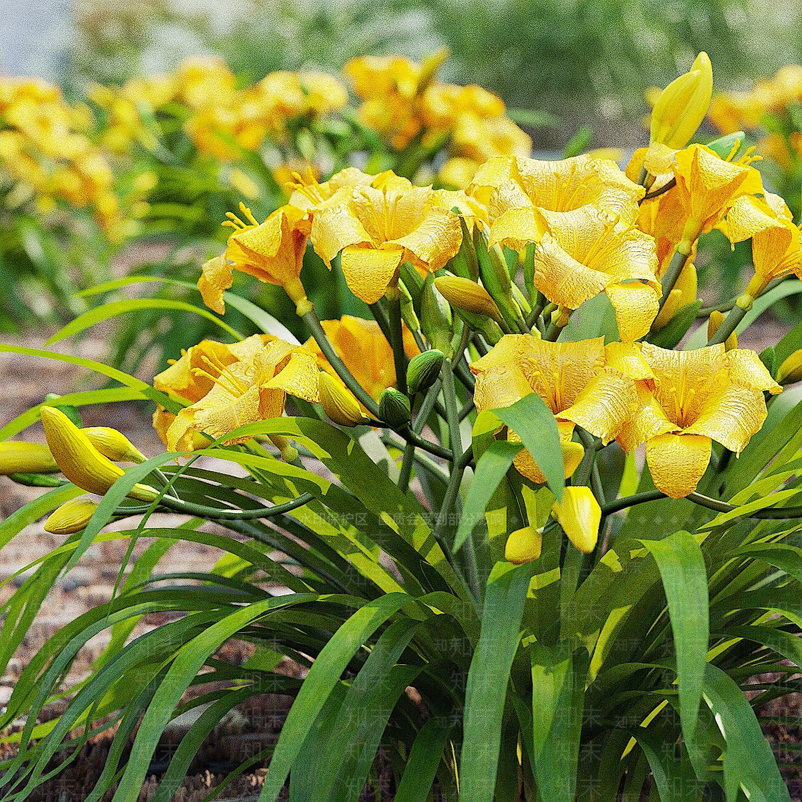 花草组合3D模型下载【ID:1195446584】