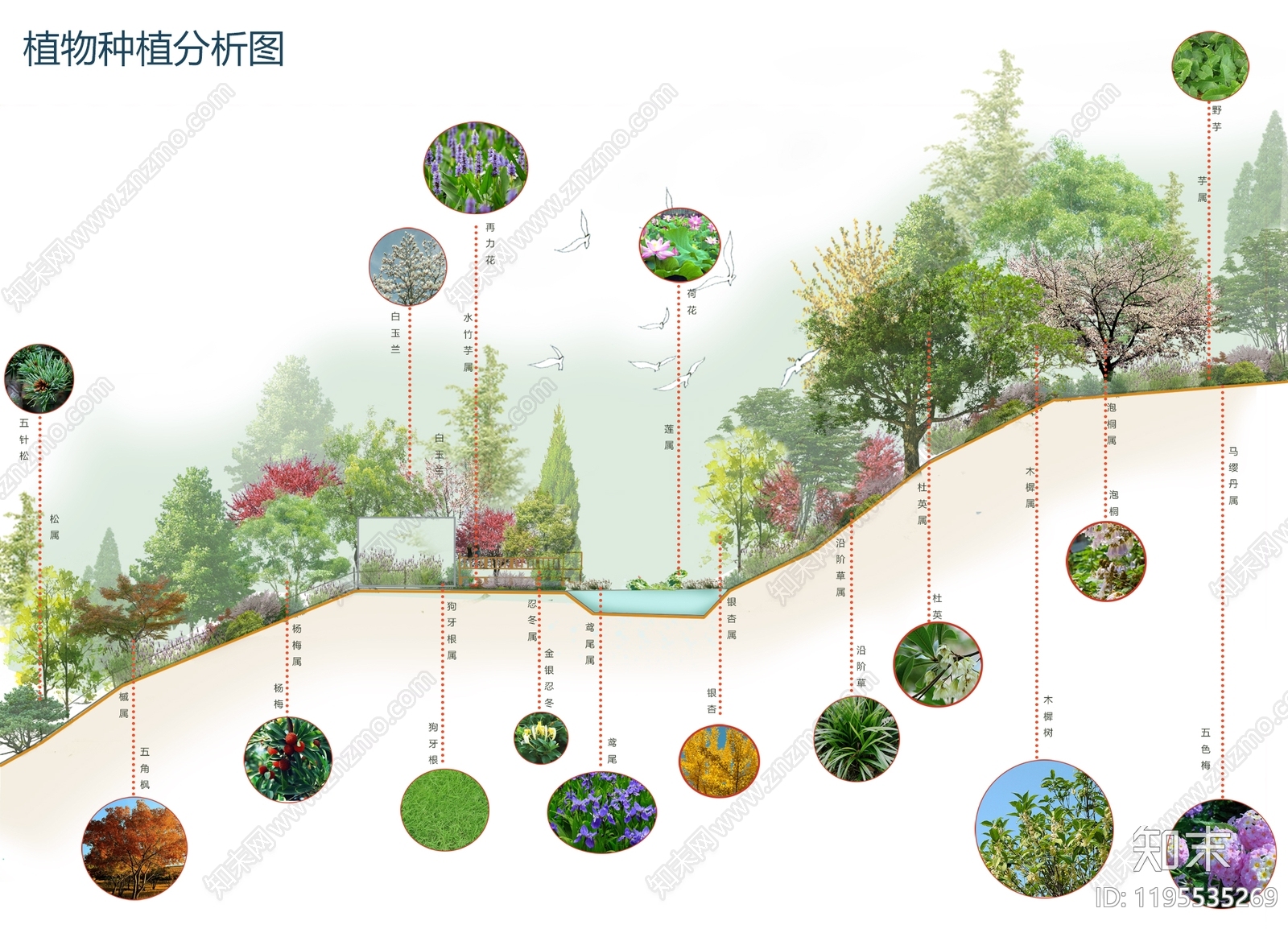 植物分析图设计素材精品下载_知末网