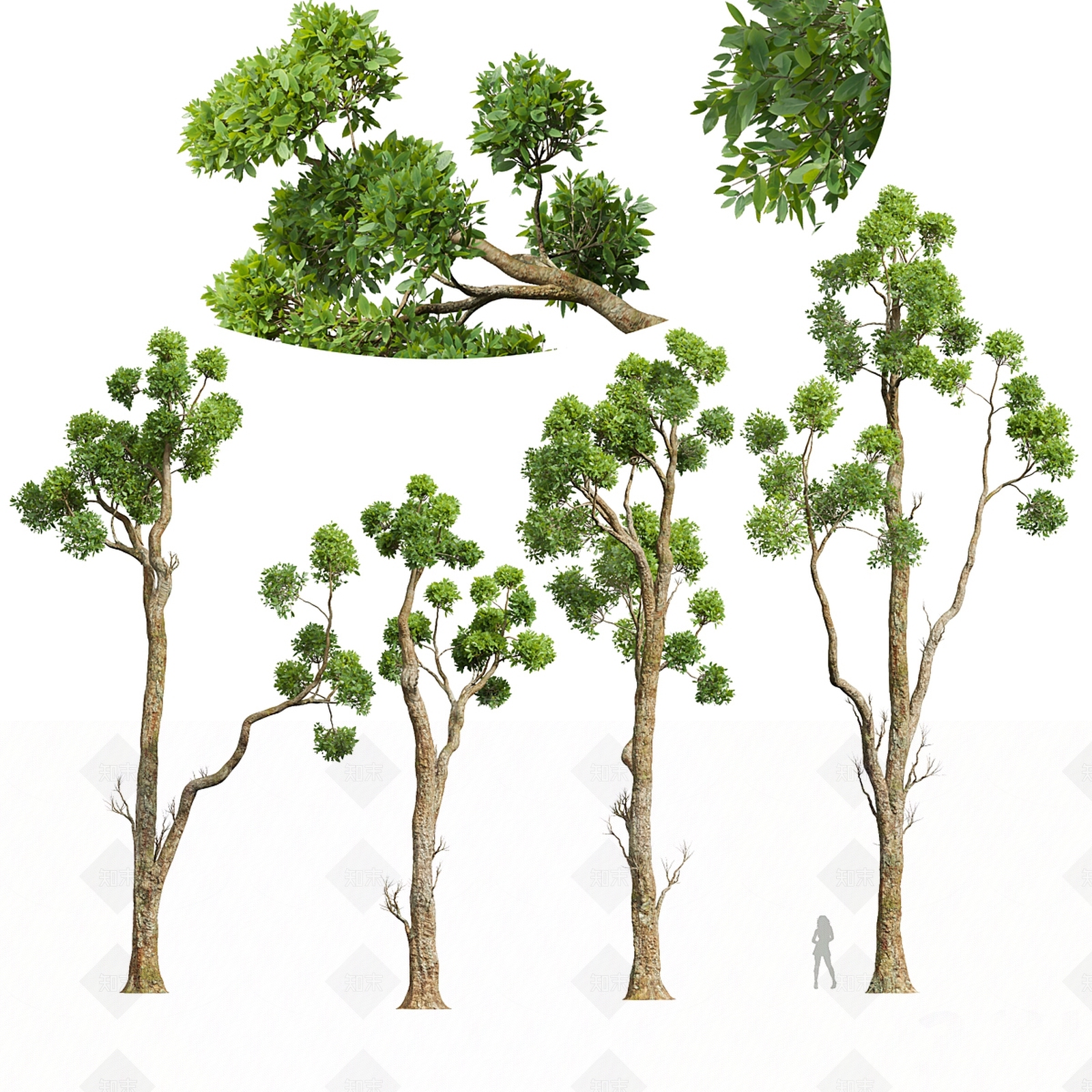 乔木3D模型下载【ID:1195641768】