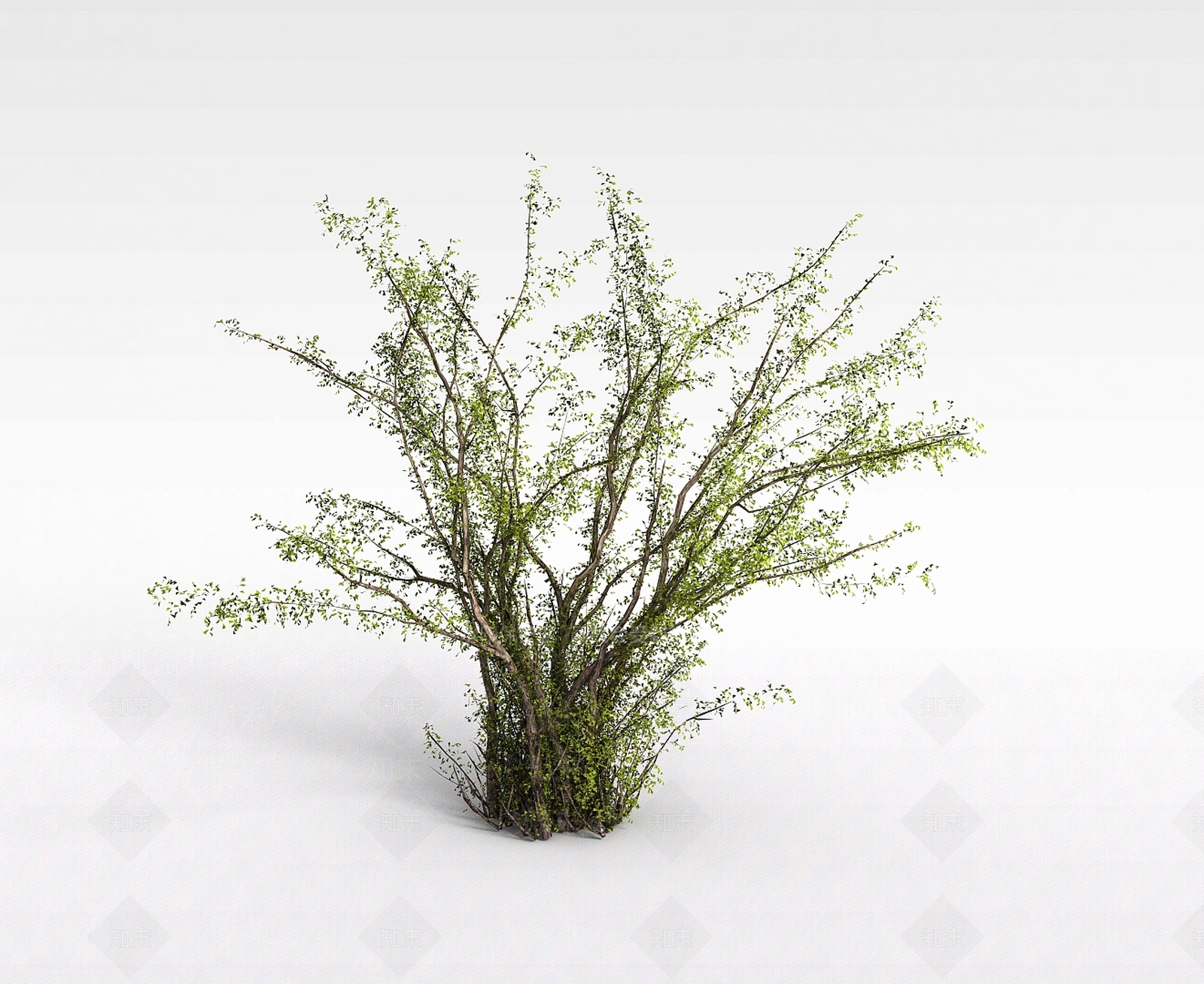 现代灌木3D模型下载【ID:1195797034】