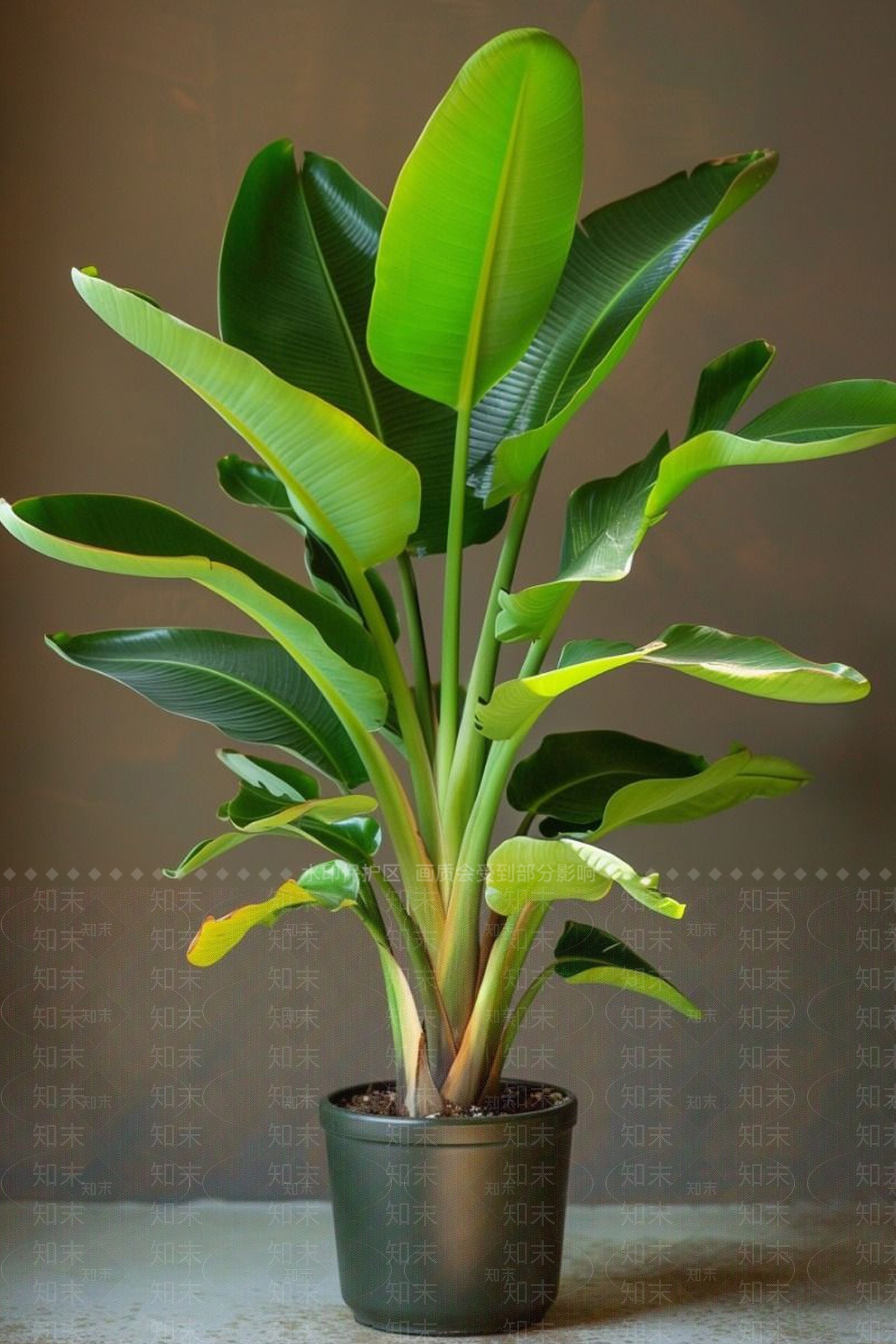 盆栽3D模型下载【ID:1195833964】
