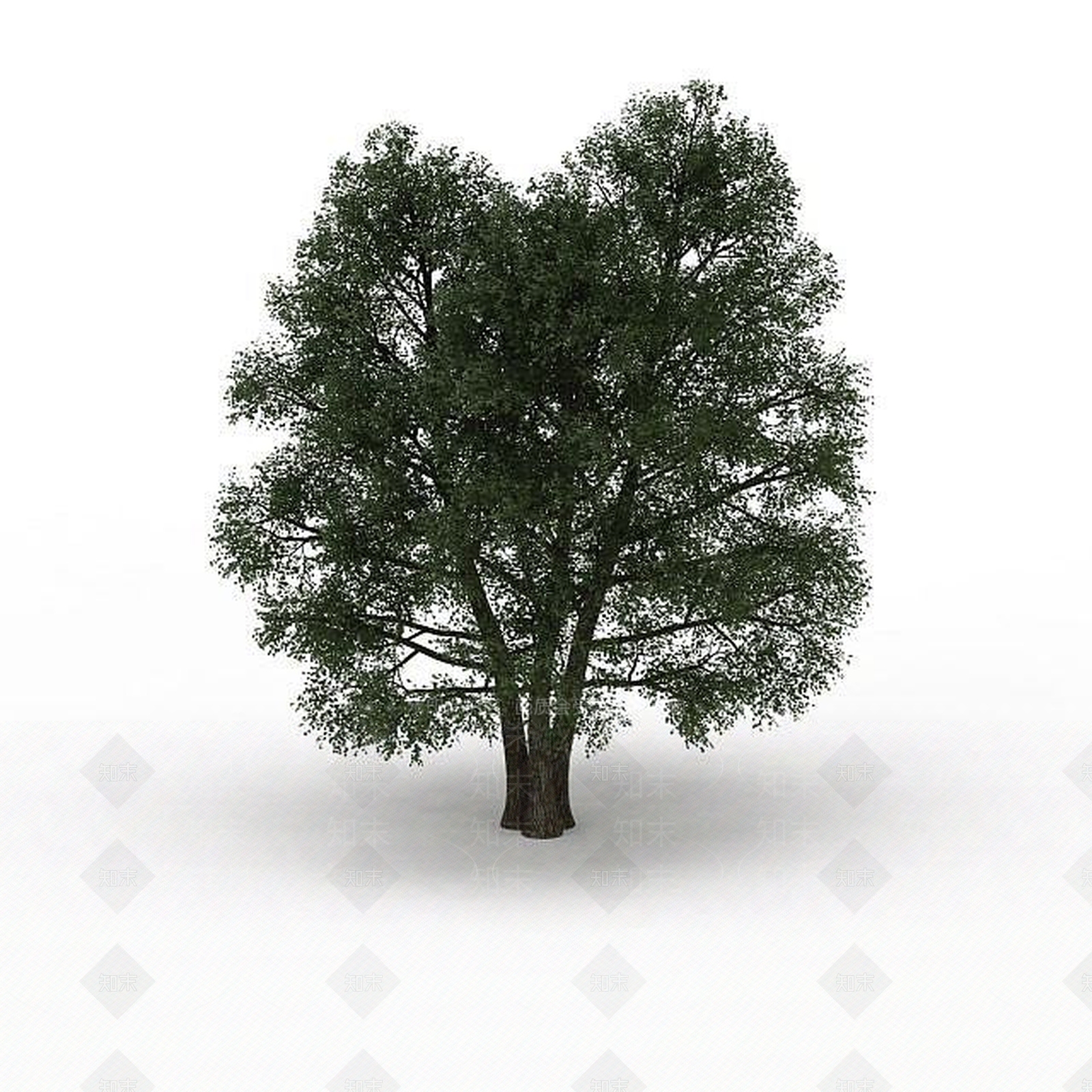 现代道路绿化树3D模型下载【ID:1196185235】