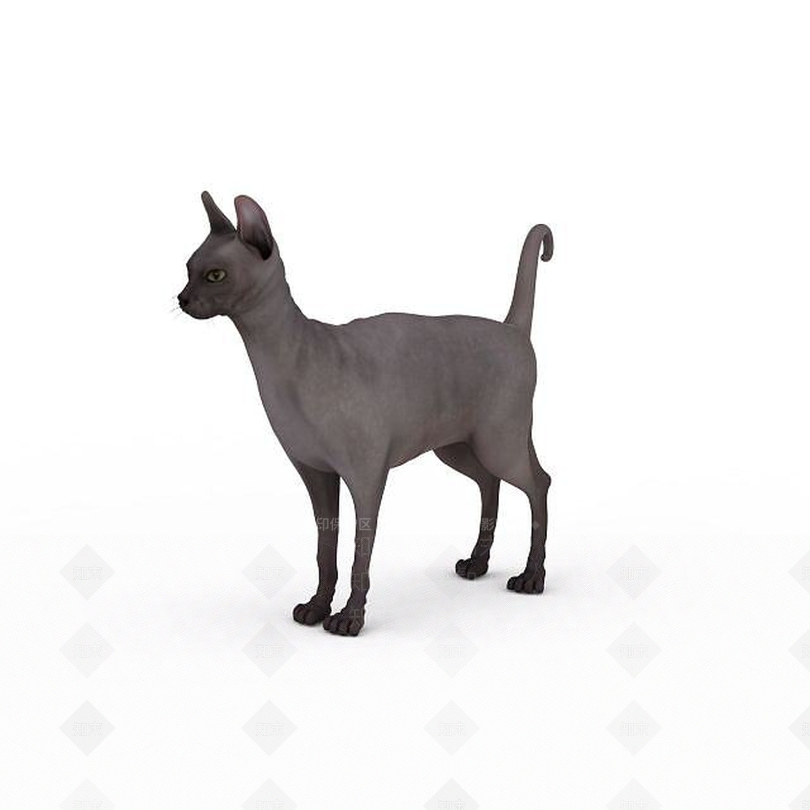 现代斯芬克斯猫3D模型下载【ID:1196189416】