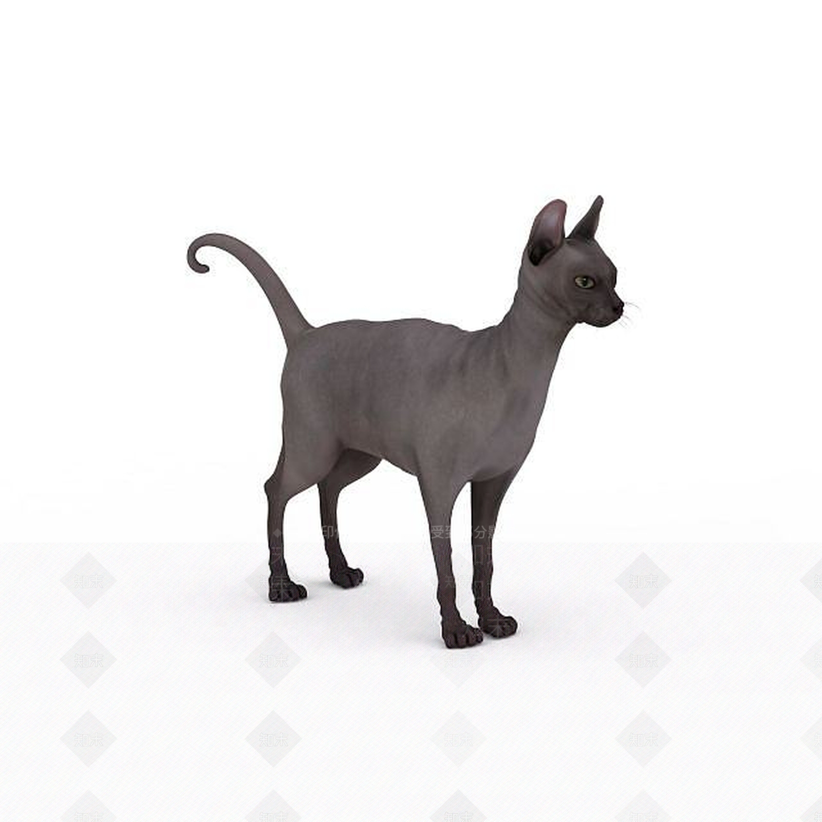现代斯芬克斯猫3D模型下载【ID:1196189416】