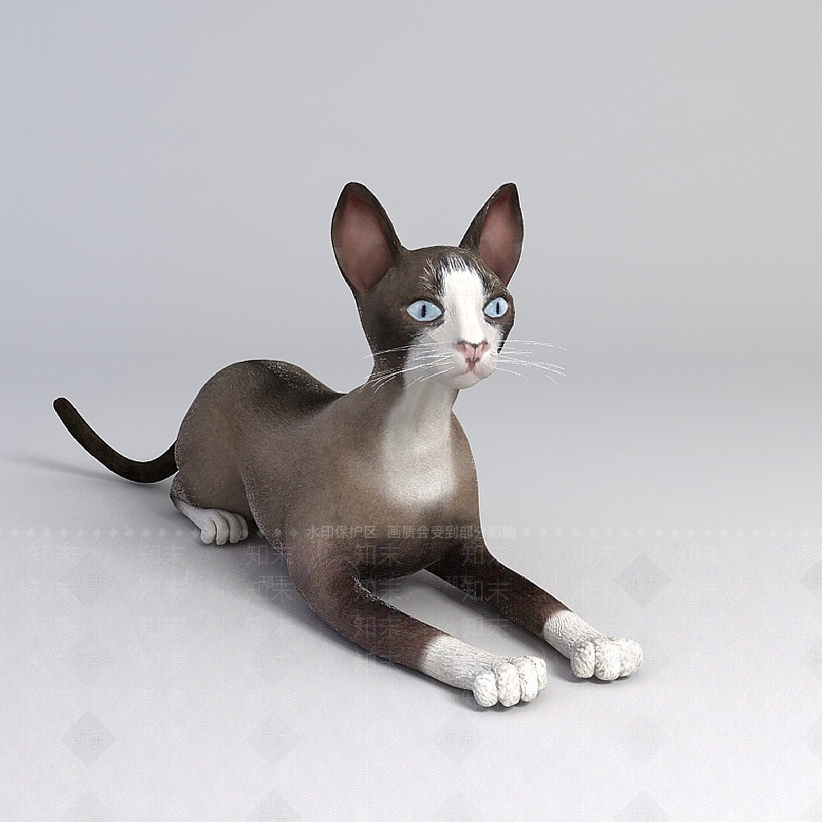 现代灰色家猫3D模型下载【ID:1196189647】