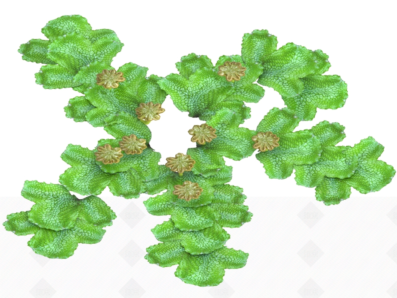 水生植物3D模型下载【ID:1196303976】