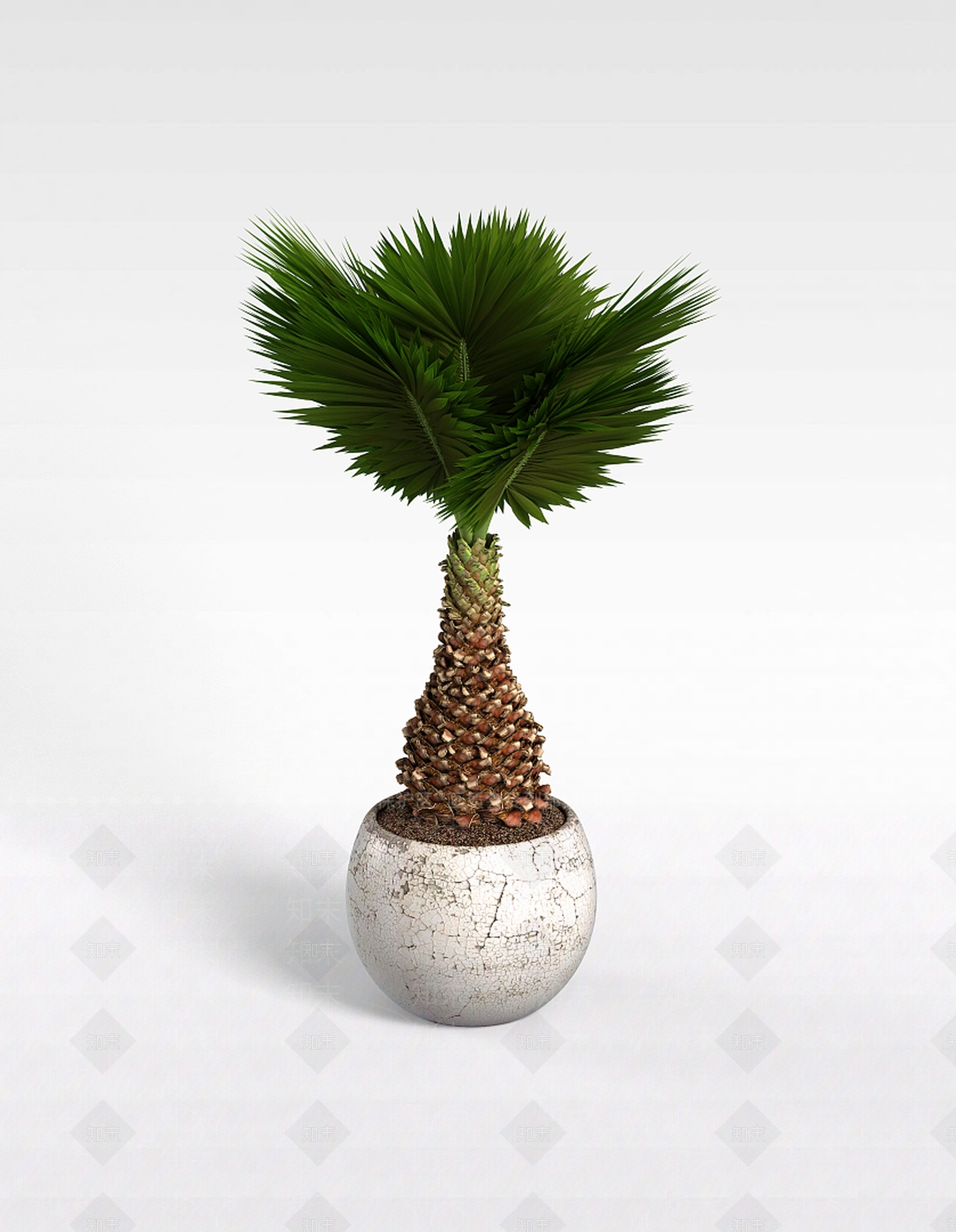 现代盆栽植物3D模型下载【ID:1196604201】