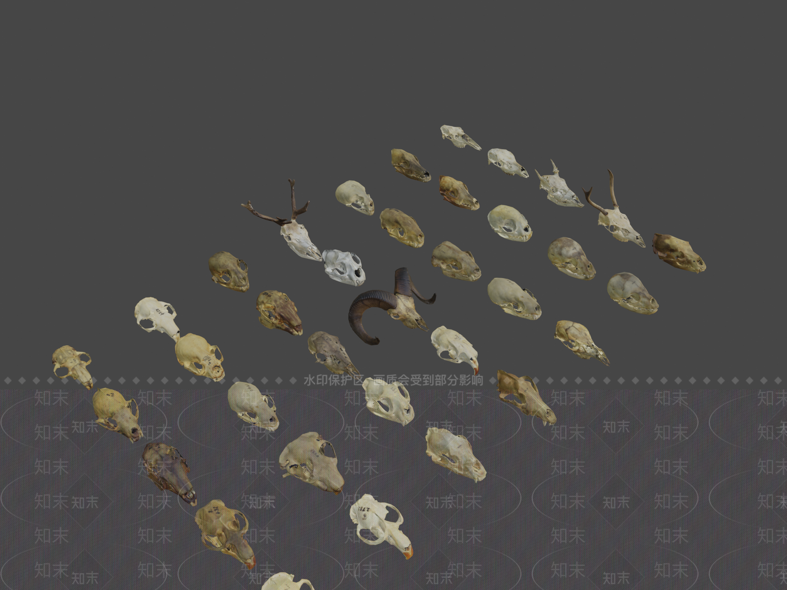 其他动物3D模型下载【ID:1196625971】