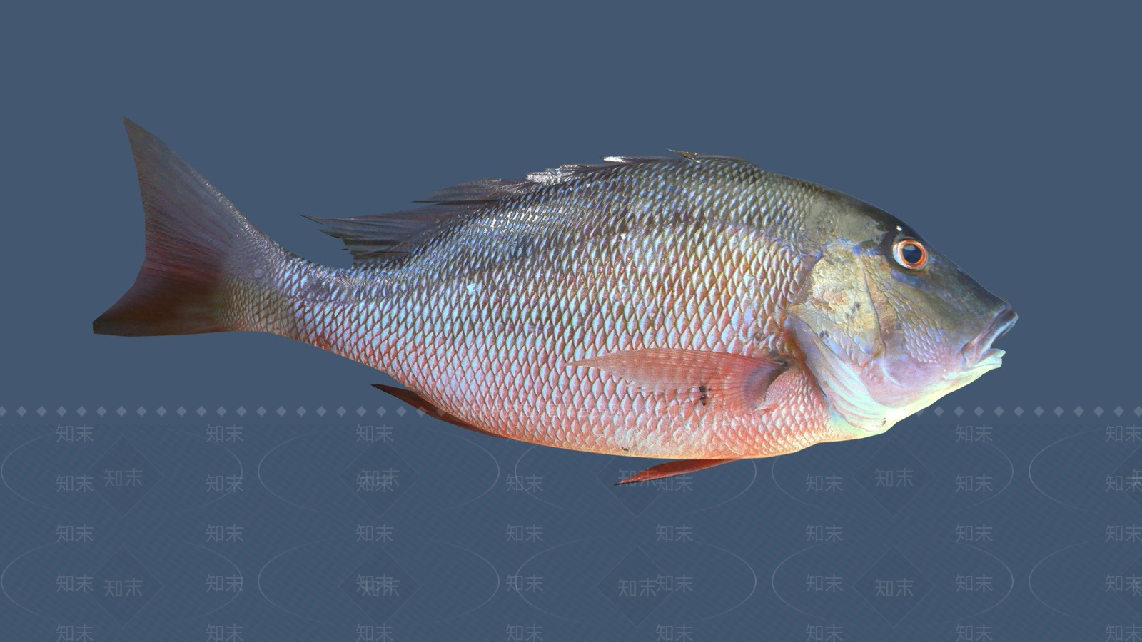 酒水食物3D模型下载【ID:1196630030】