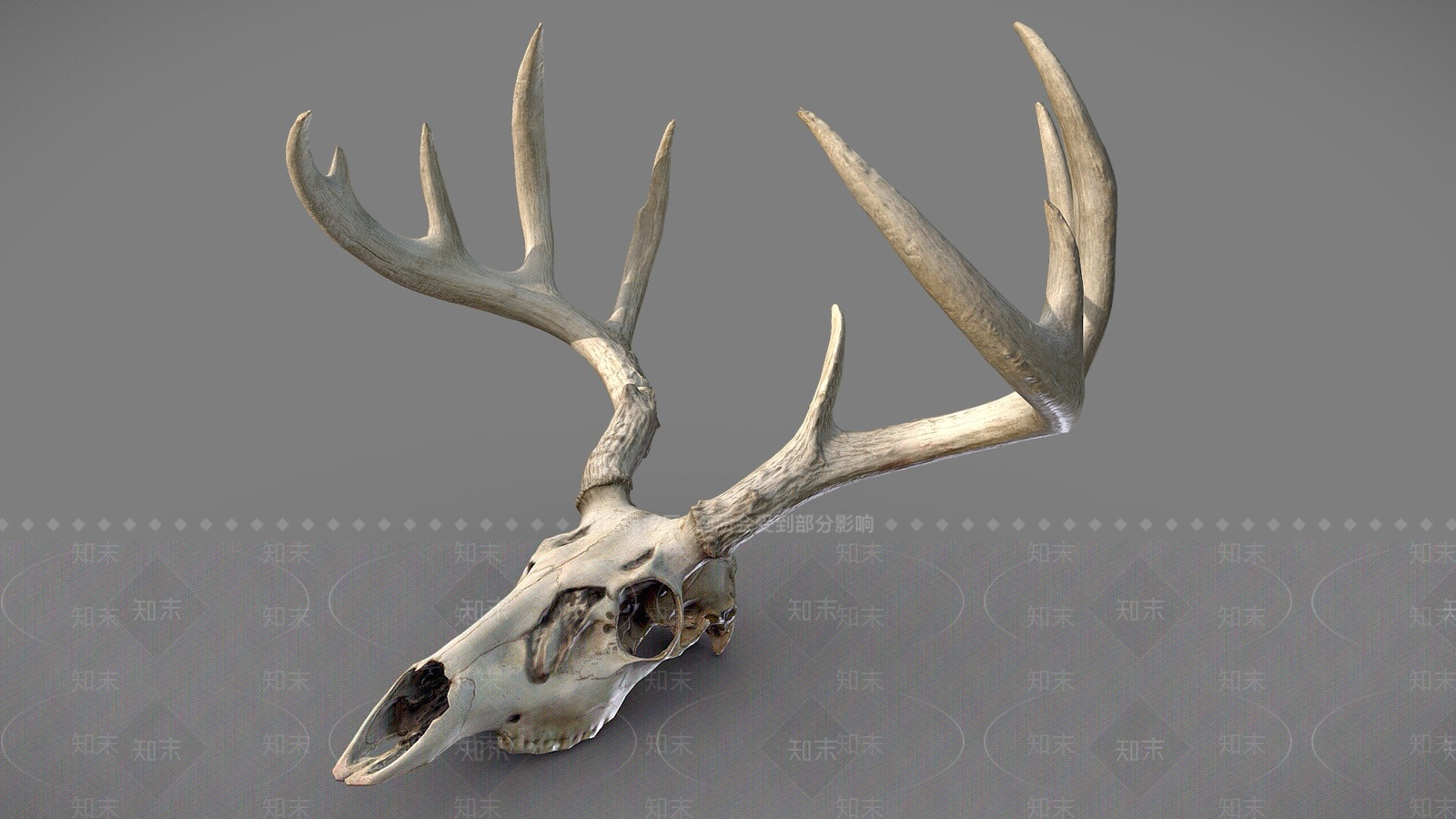 其他动物3D模型下载【ID:1196631731】