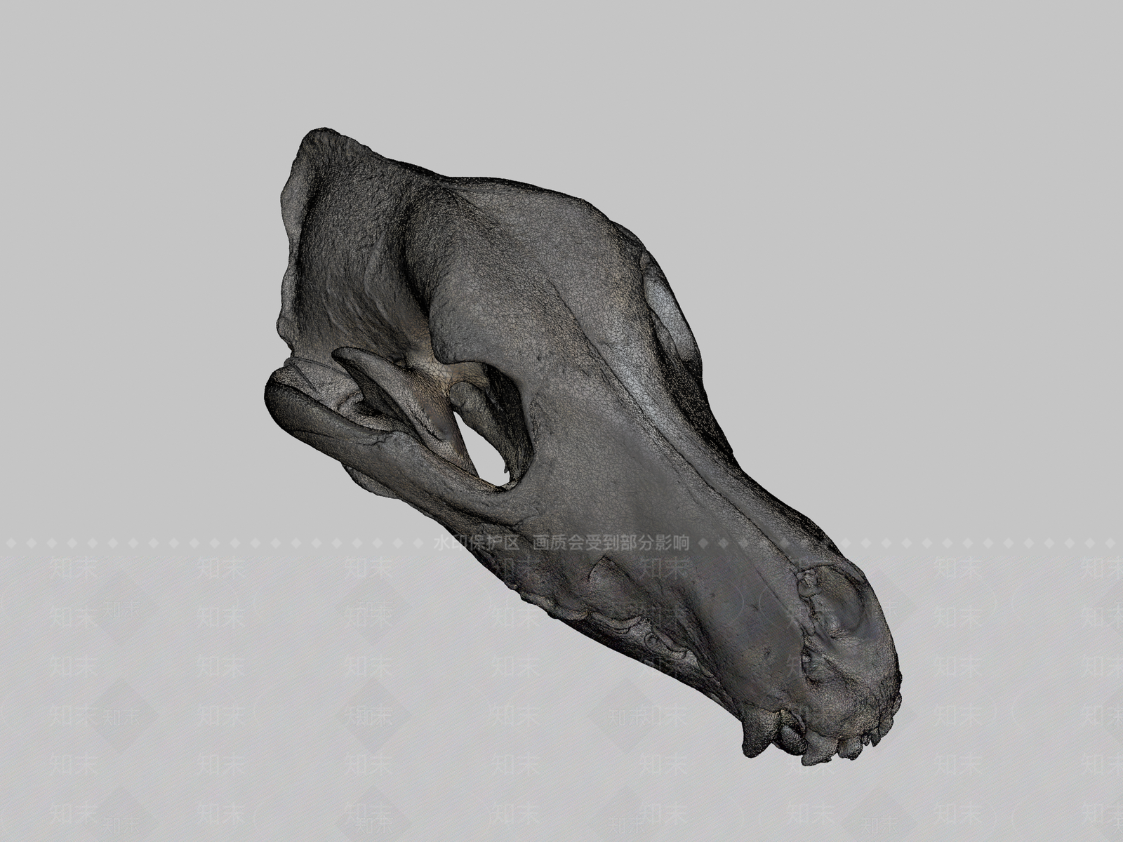 其他动物3D模型下载【ID:1196680948】