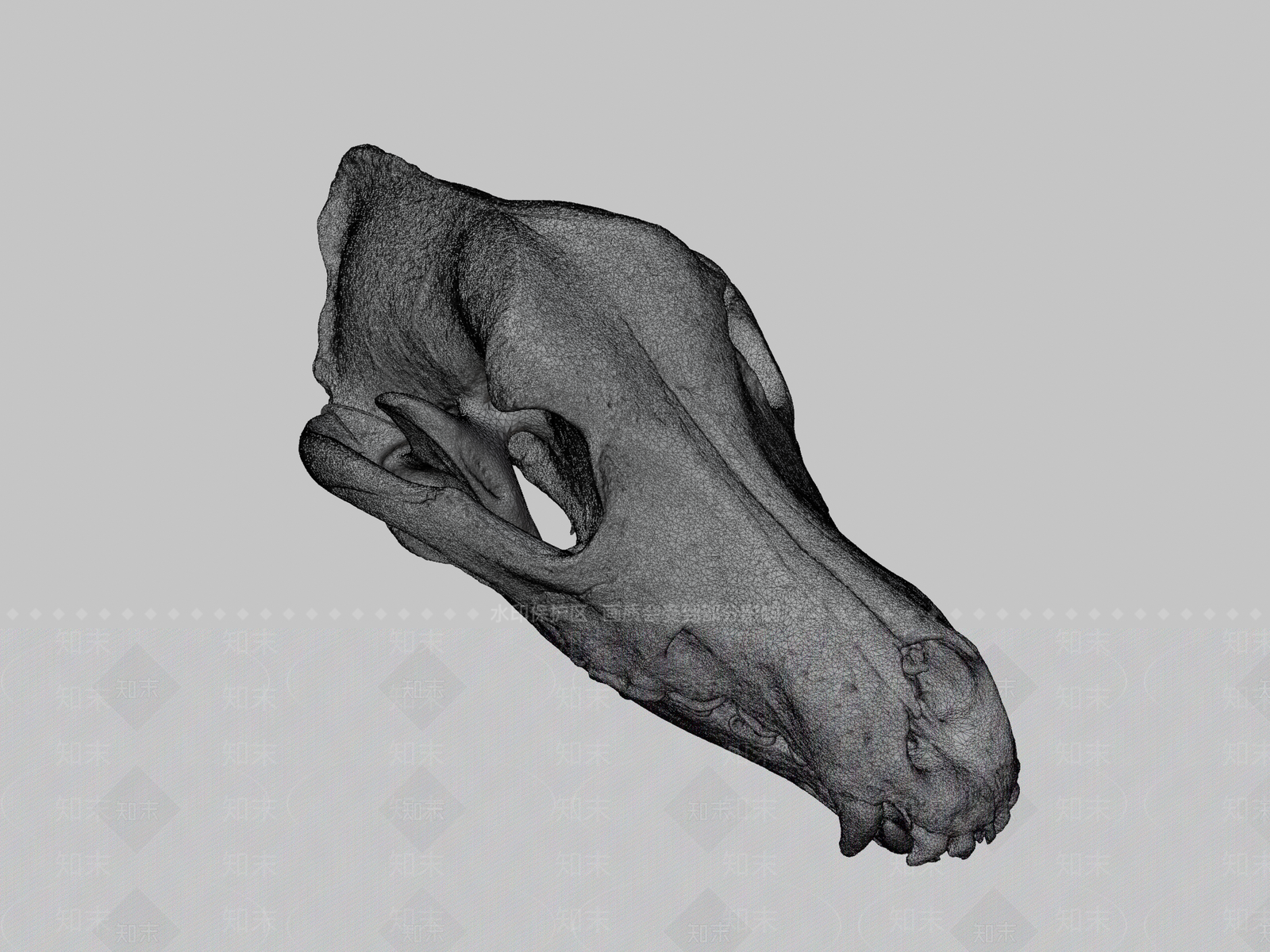 其他动物3D模型下载【ID:1196680948】