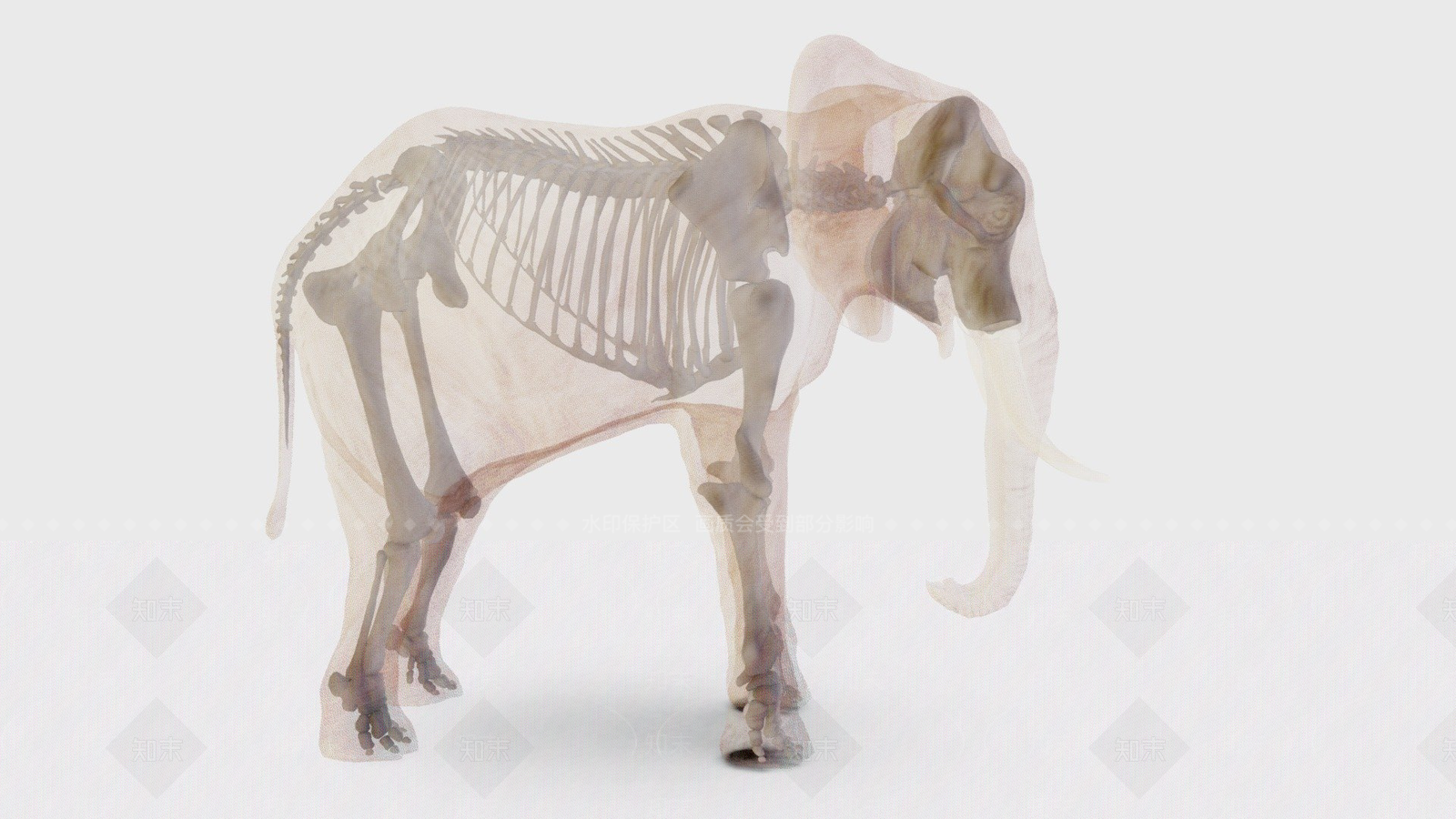 其他动物3D模型下载【ID:1196685402】