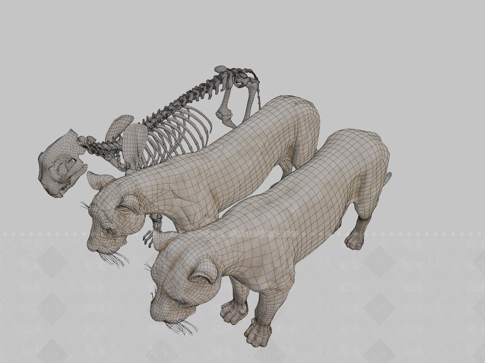 其他动物3D模型下载【ID:1196736466】