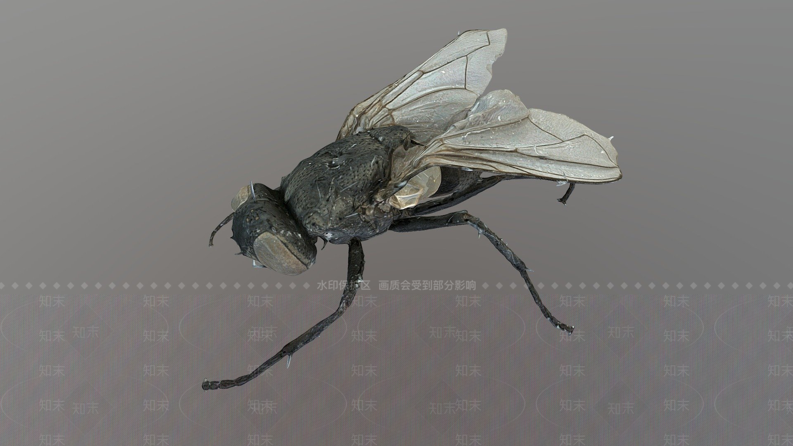 其他动物3D模型下载【ID:1196747899】