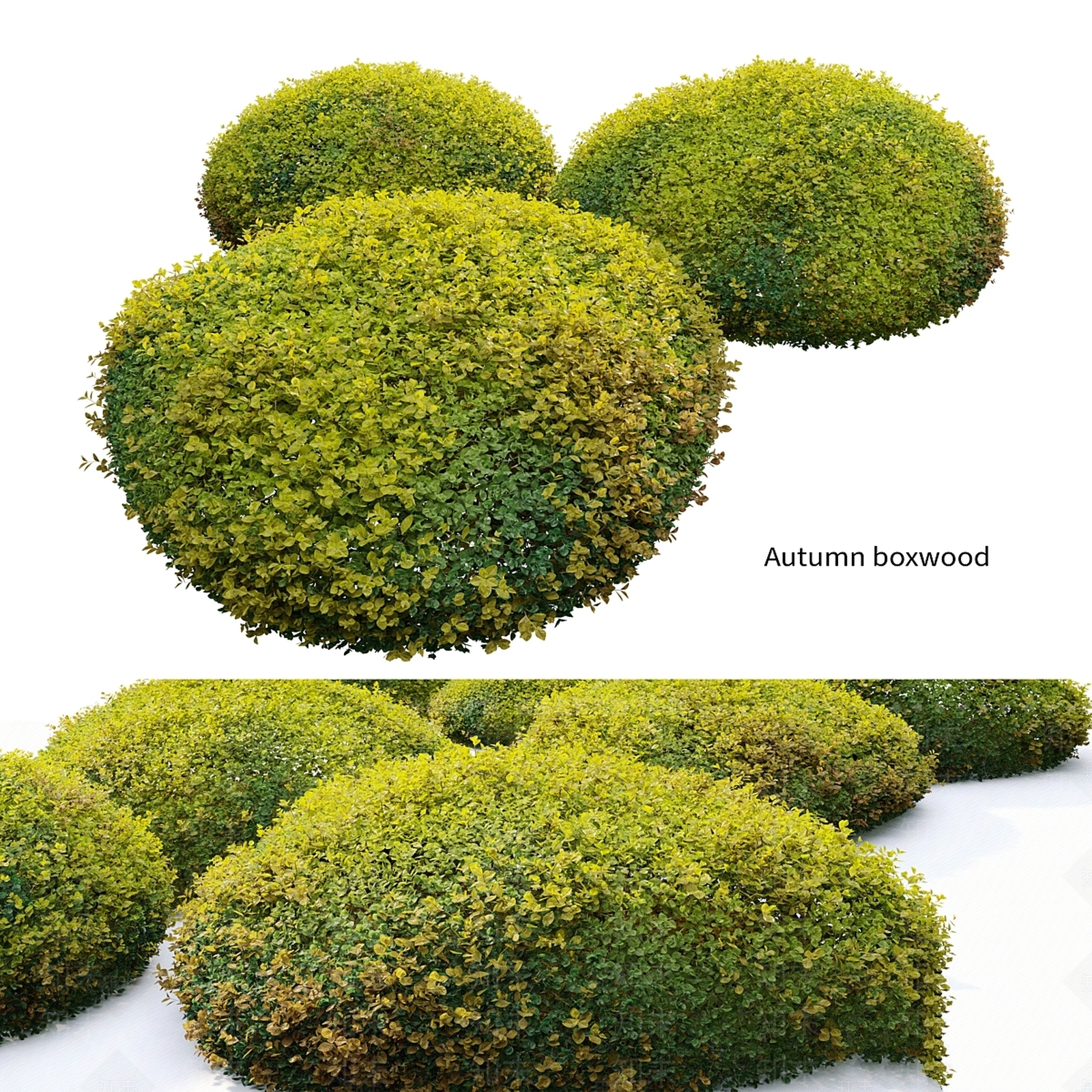灌木3D模型下载【ID:1196750454】