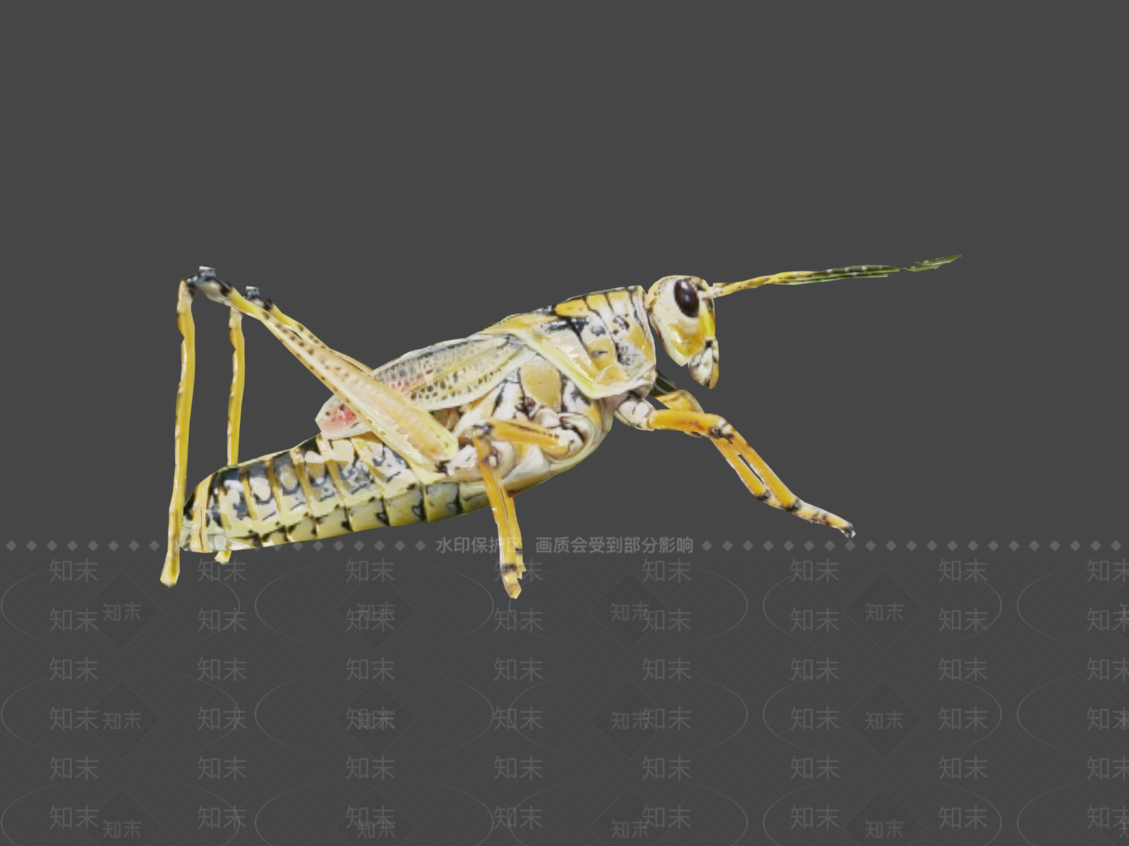其他动物3D模型下载【ID:1196774155】