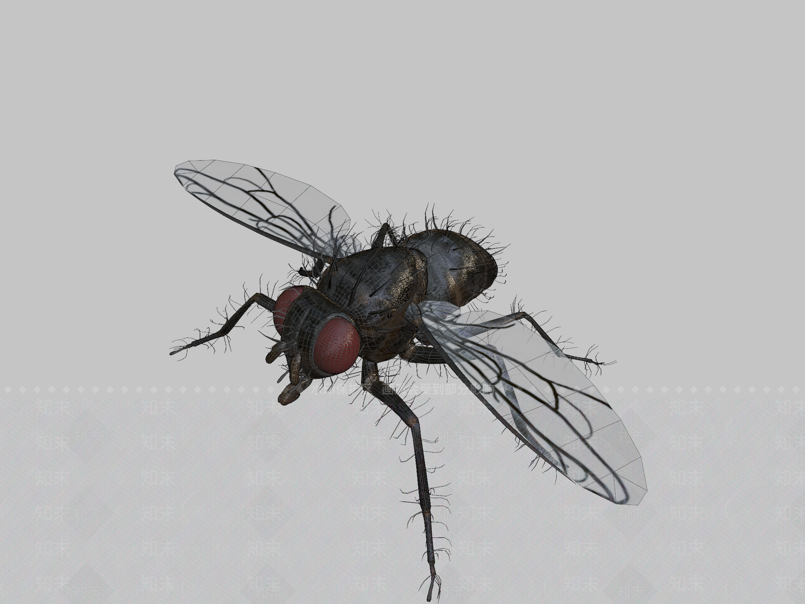 飞行类动物3D模型下载【ID:1196818411】