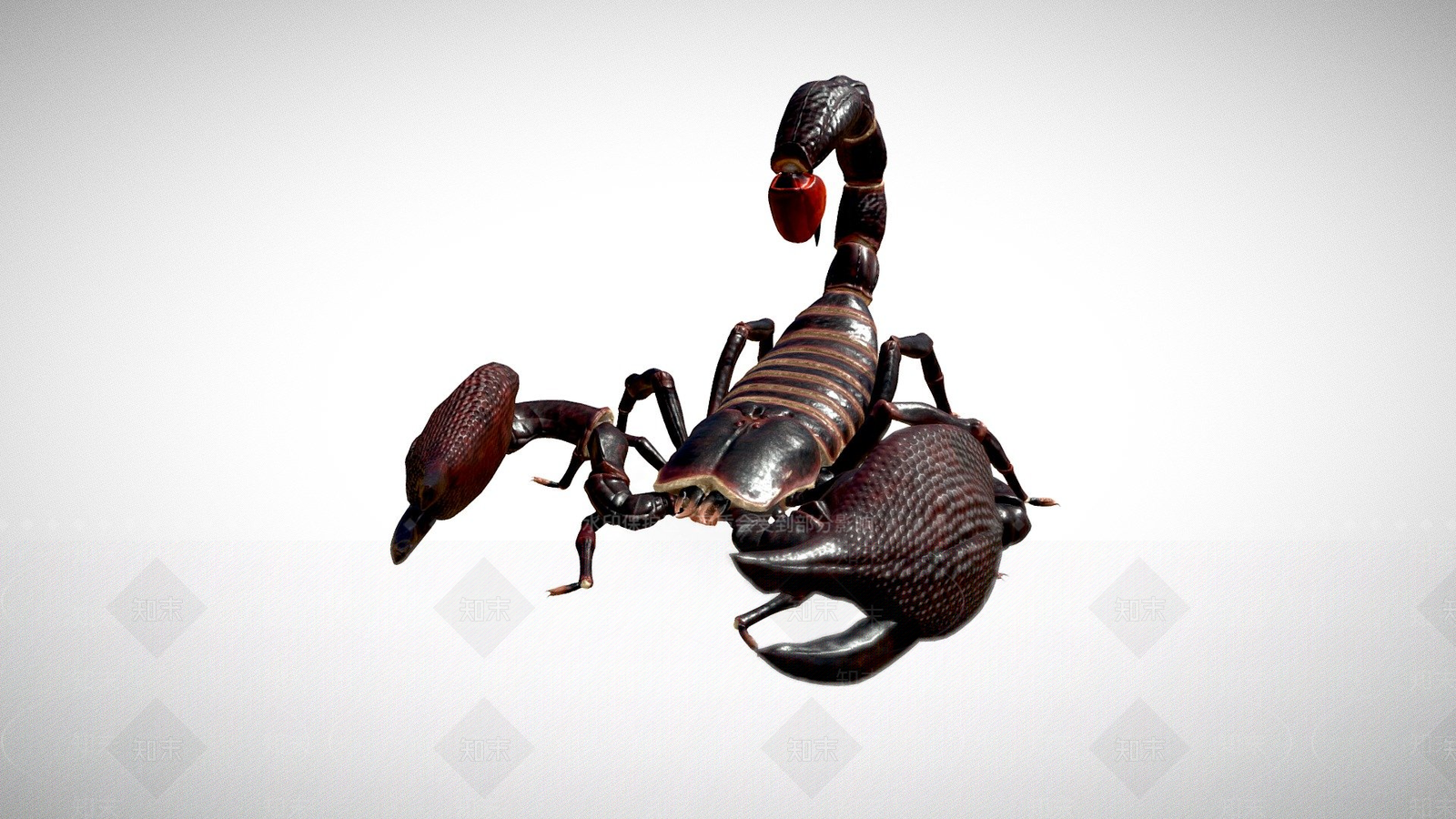 其他动物3D模型下载【ID:1196820499】