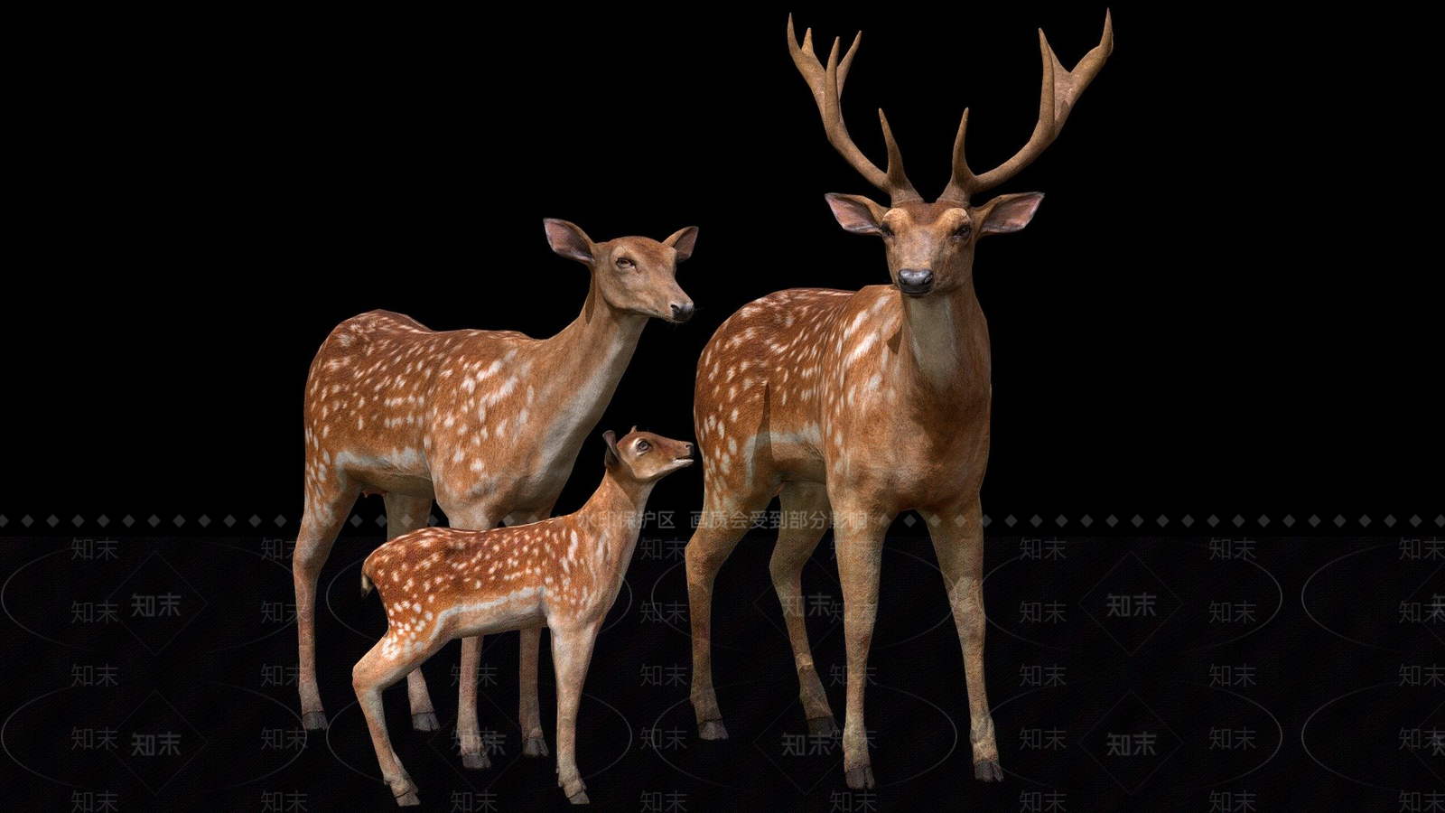 其他动物3D模型下载【ID:1196831491】