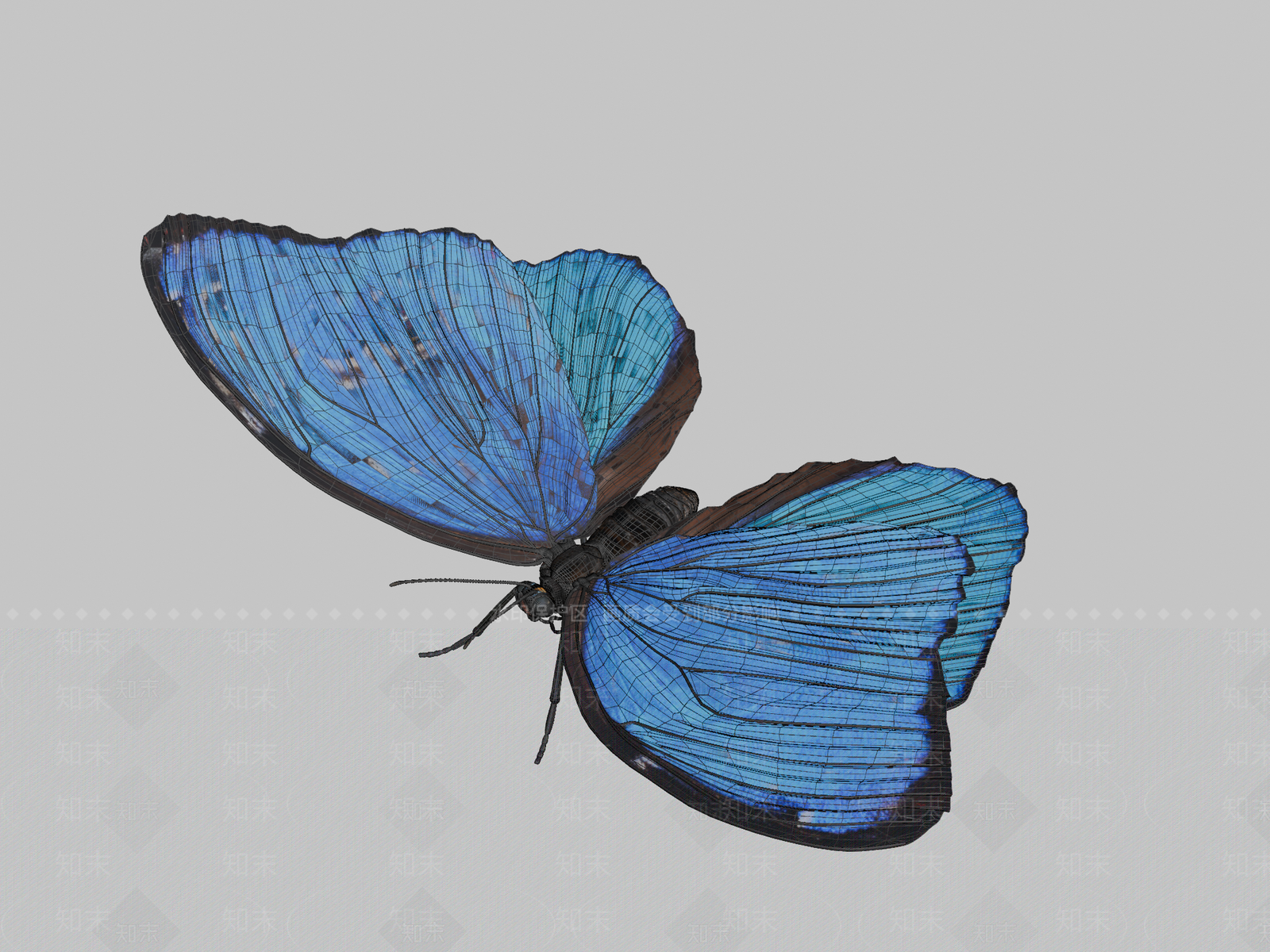 其他动物3D模型下载【ID:1196846223】
