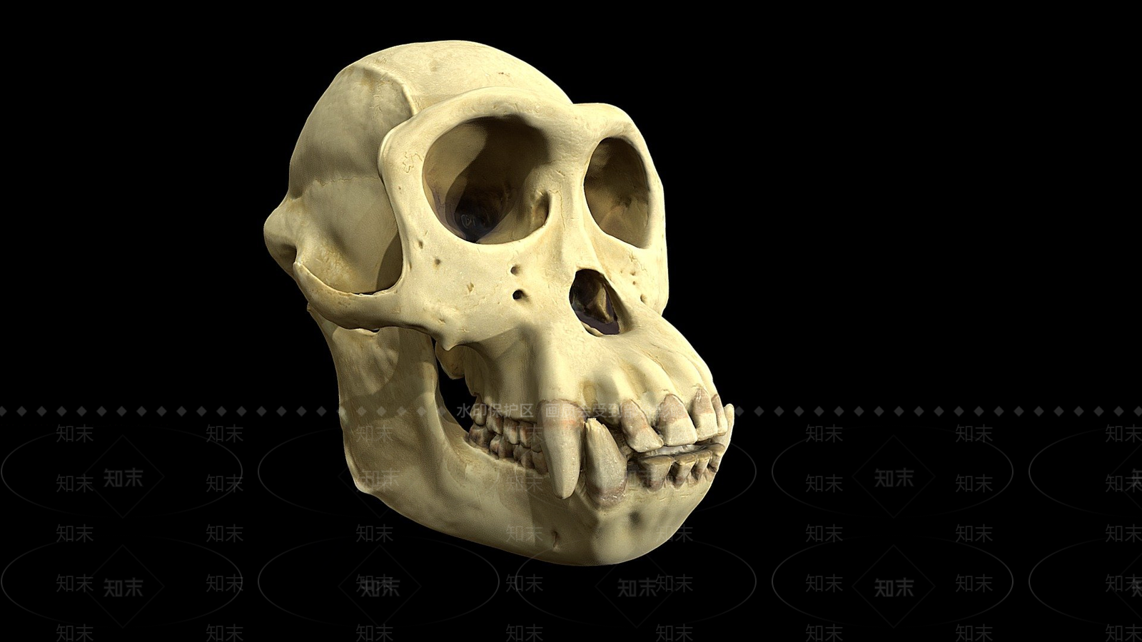 其他动物3D模型下载【ID:1196892864】