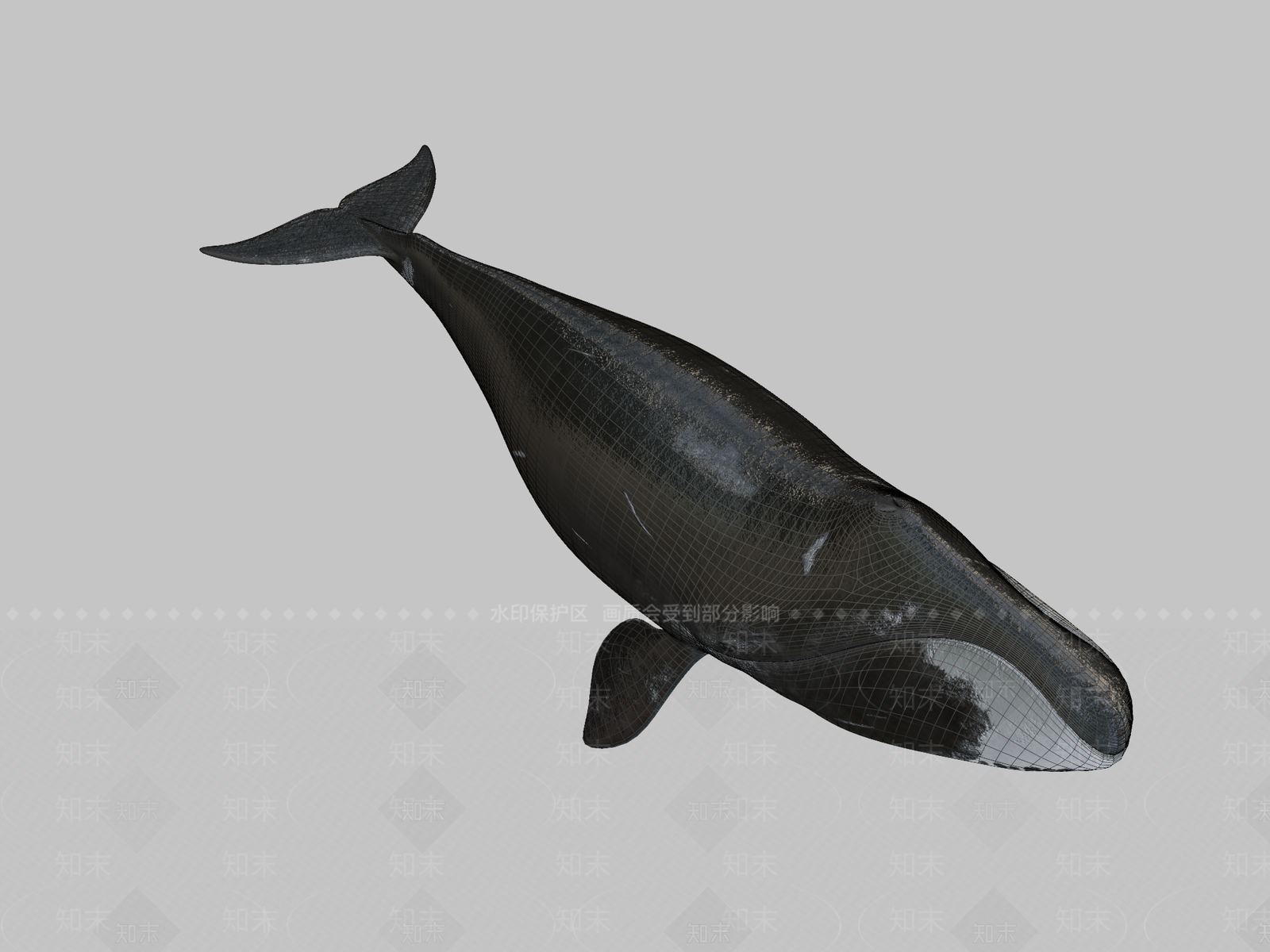 其他动物3D模型下载【ID:1196945809】