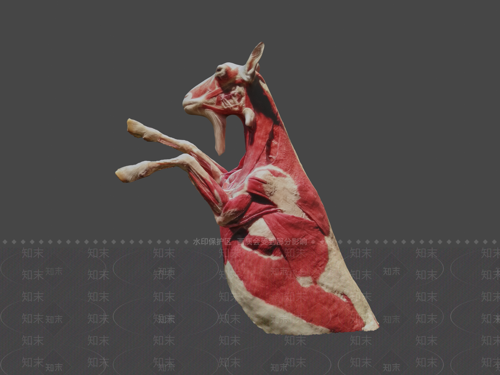其他动物3D模型下载【ID:1197067484】