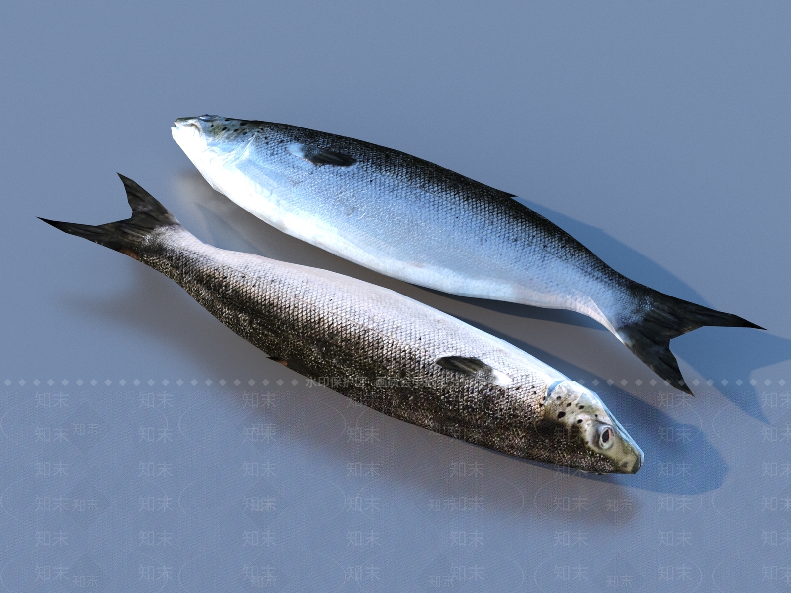 水生类动物3D模型下载【ID:1197069716】