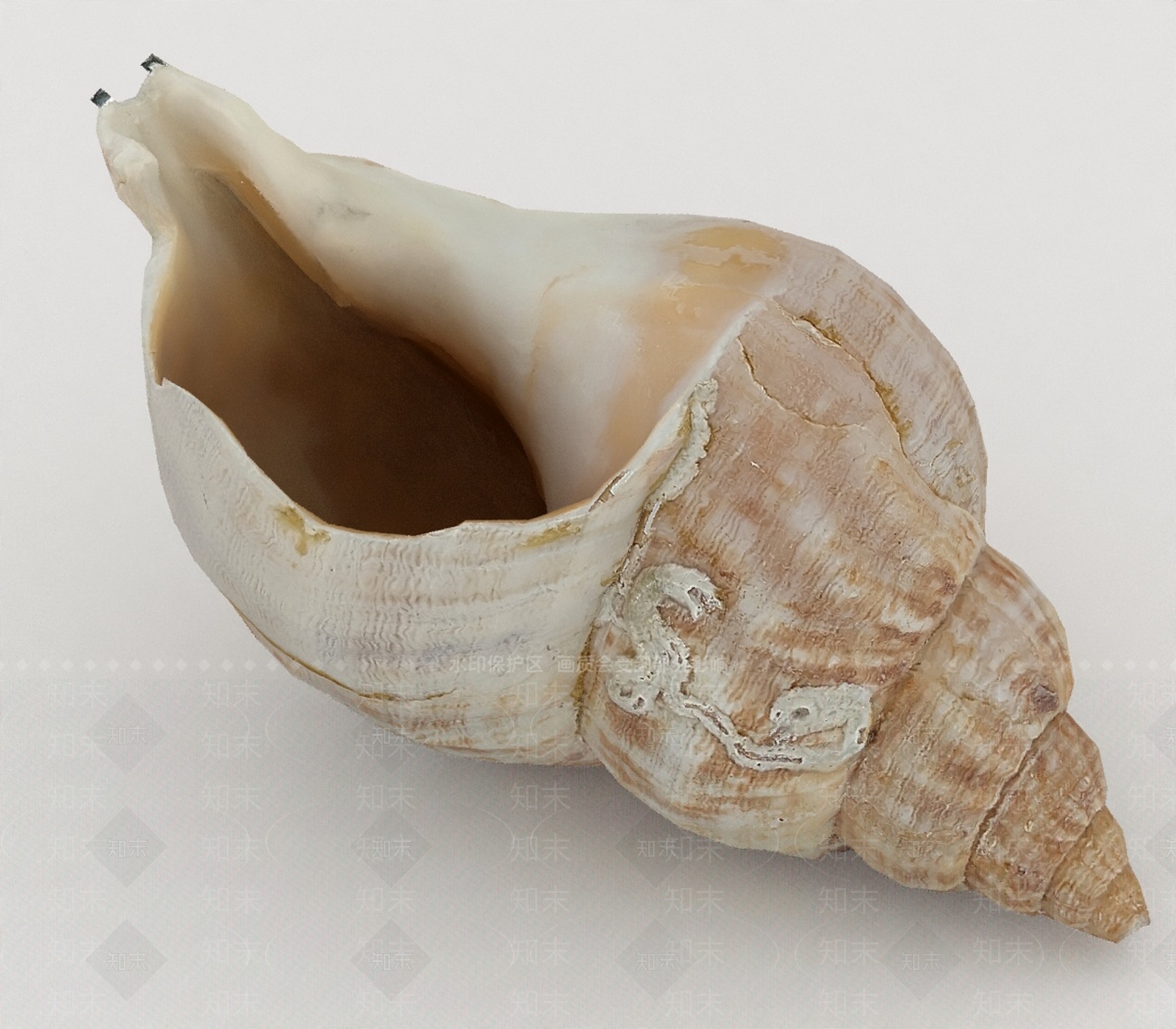 水生类动物3D模型下载【ID:1197074023】