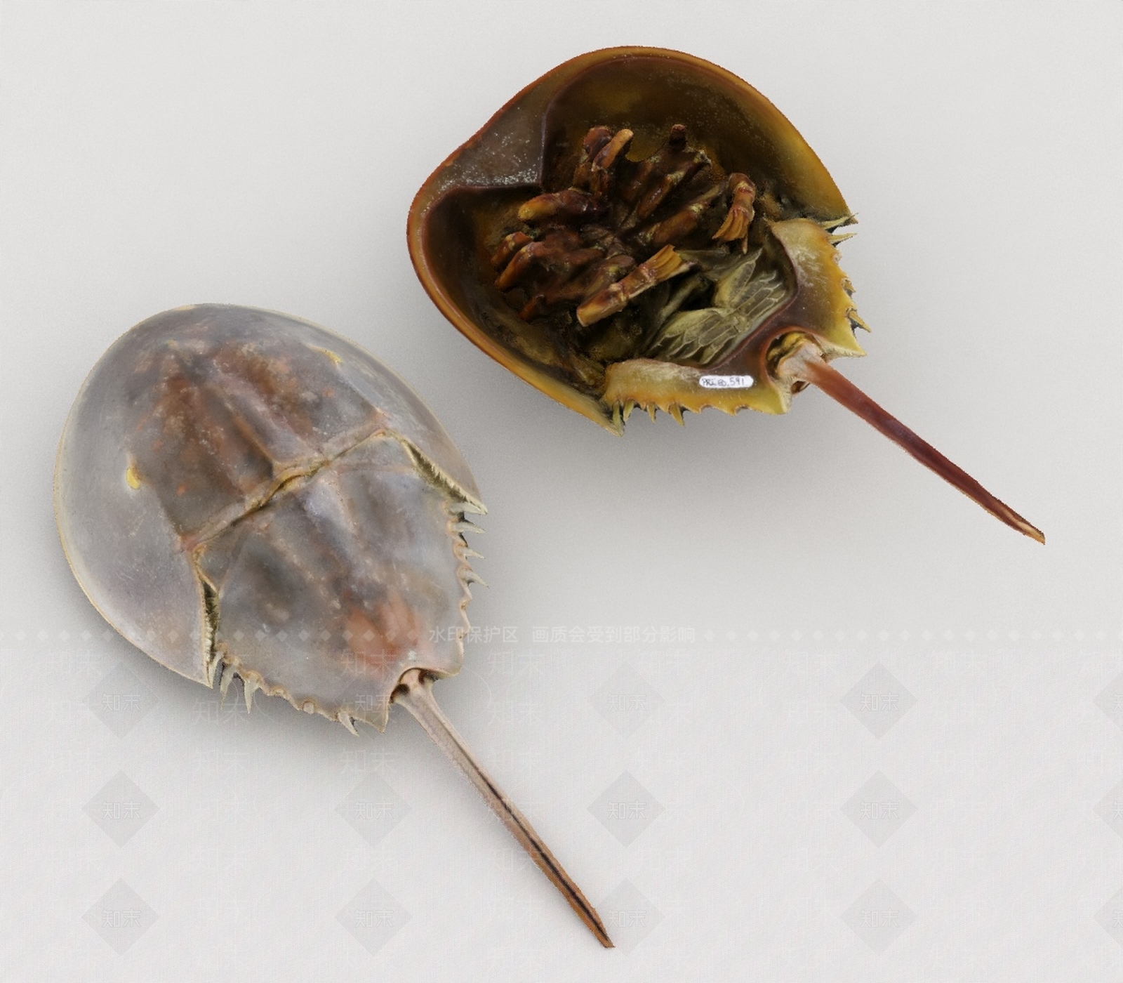 水生类动物3D模型下载【ID:1197074047】