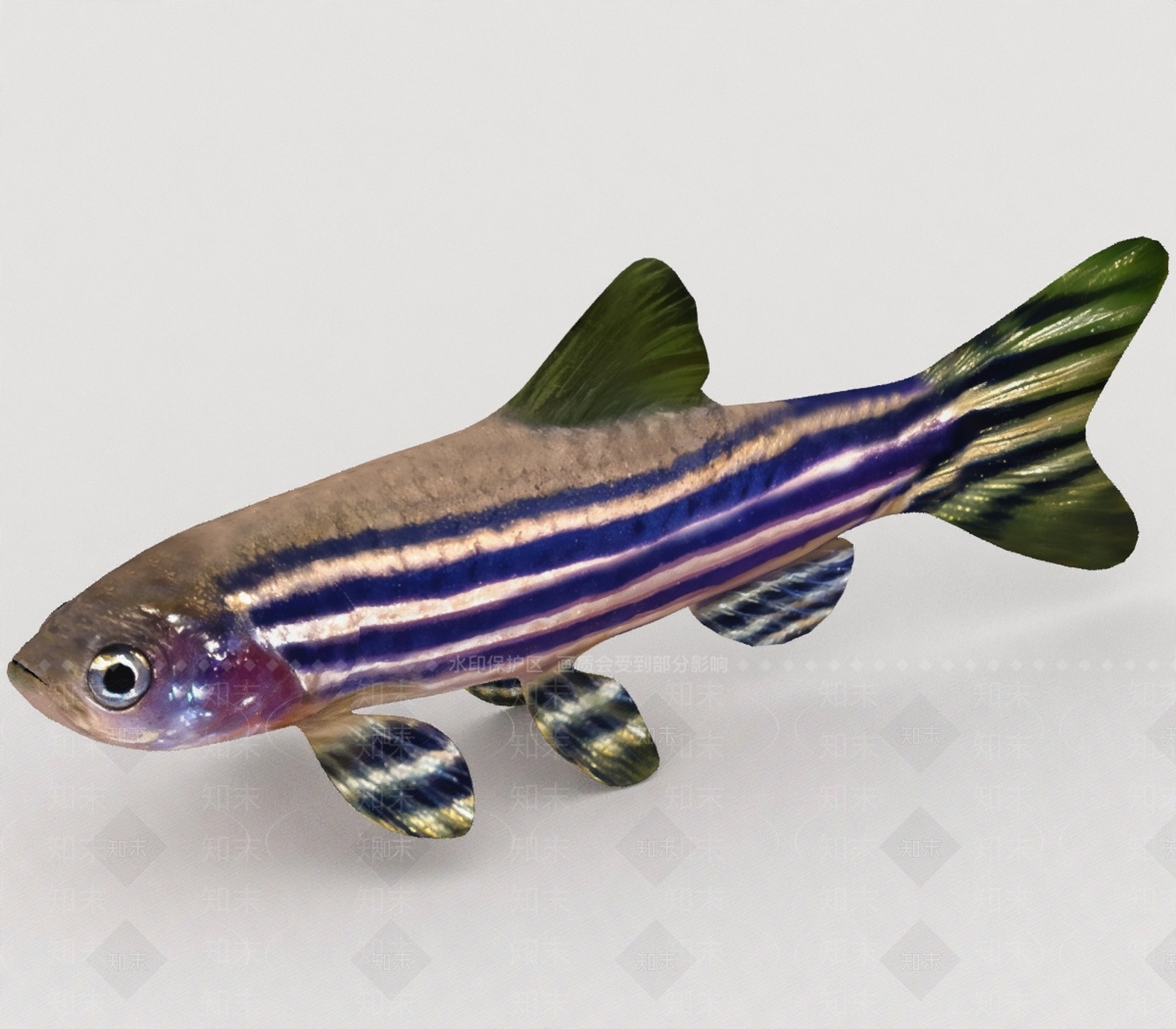 水生类动物3D模型下载【ID:1197074421】