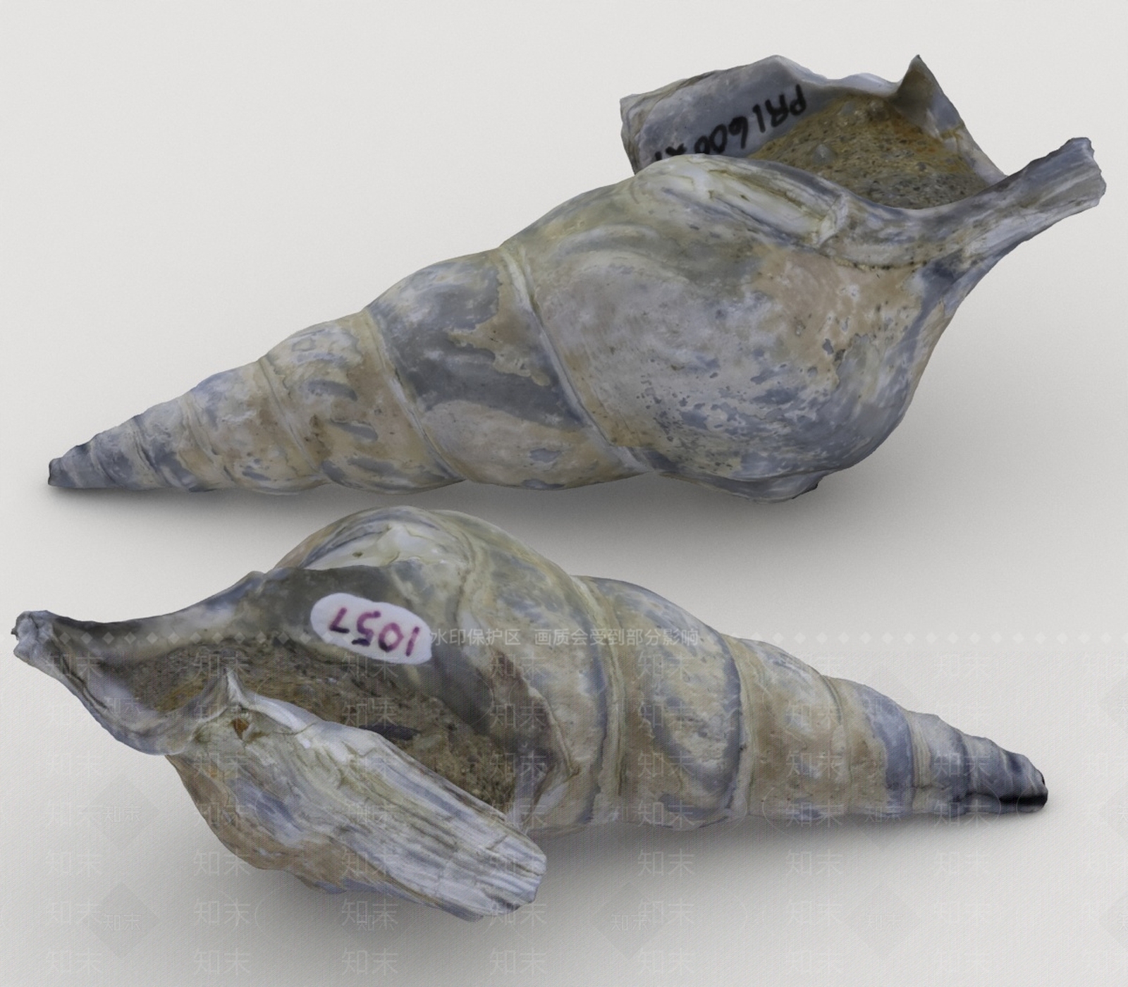 水生类动物3D模型下载【ID:1197074426】