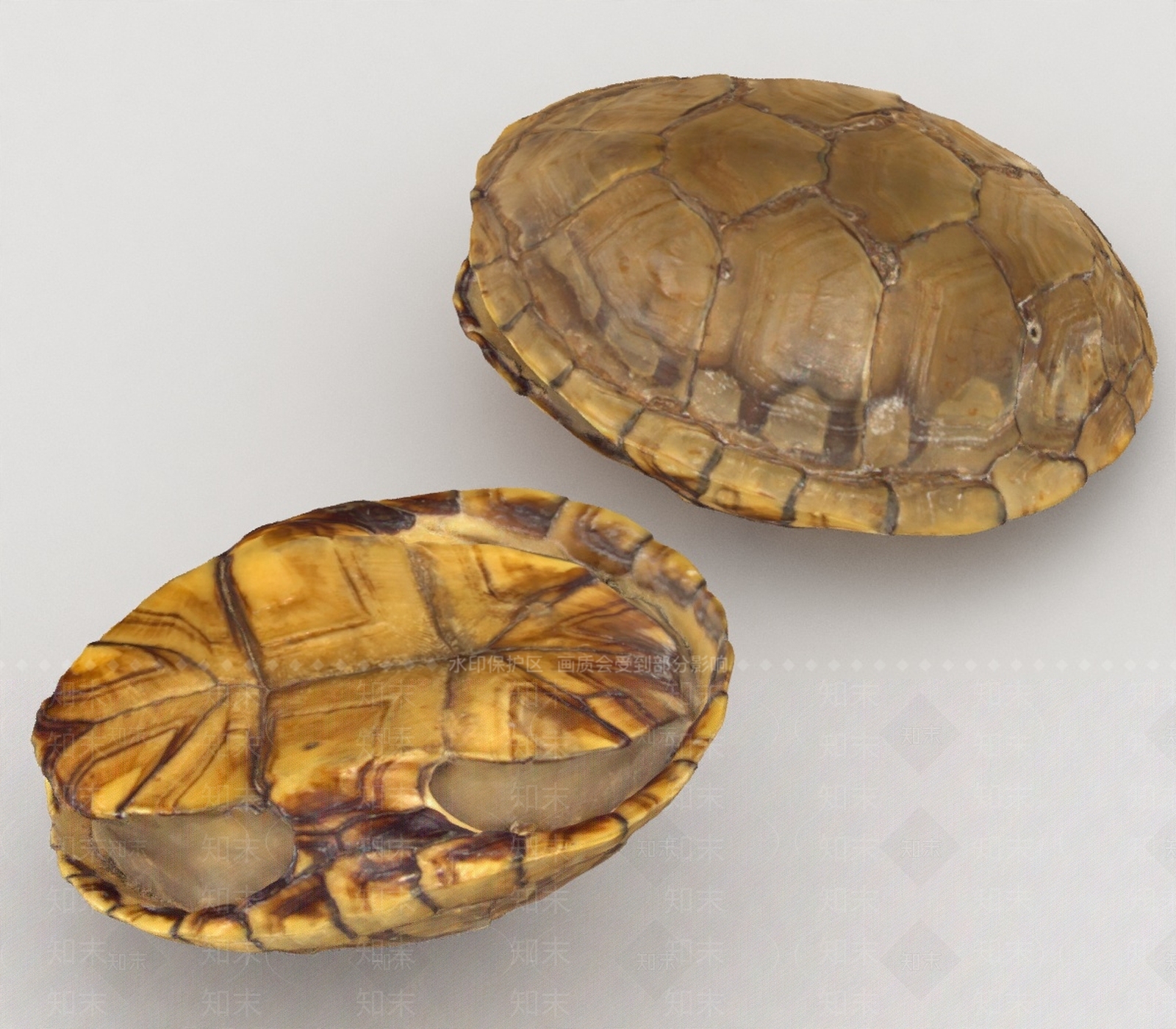 水生类动物3D模型下载【ID:1197074850】