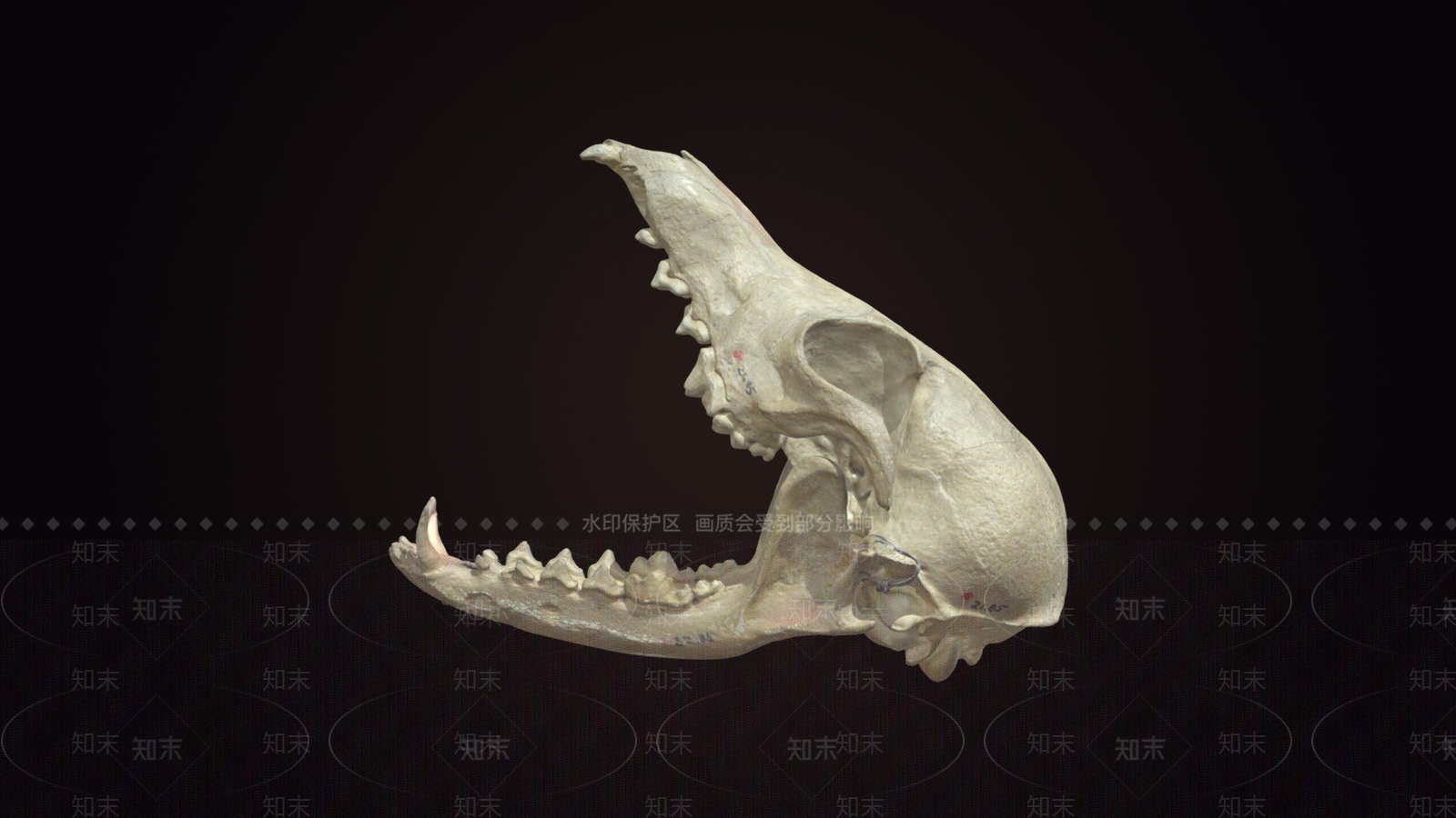 其他动物3D模型下载【ID:1197075314】