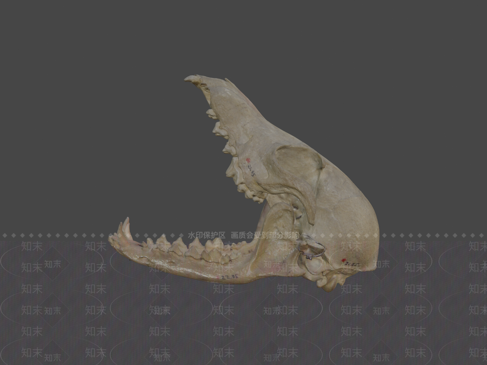 其他动物3D模型下载【ID:1197075314】