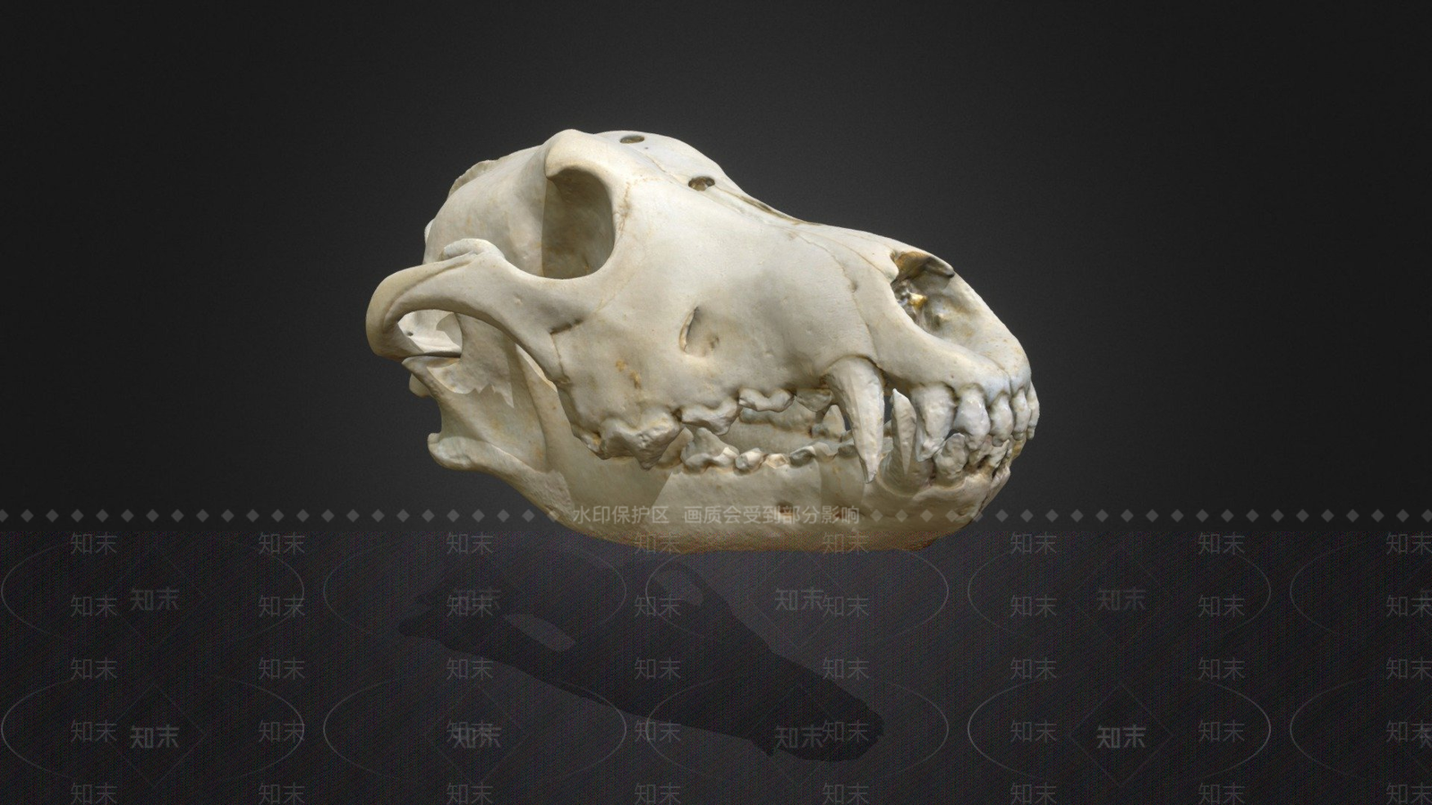 其他动物3D模型下载【ID:1197078160】