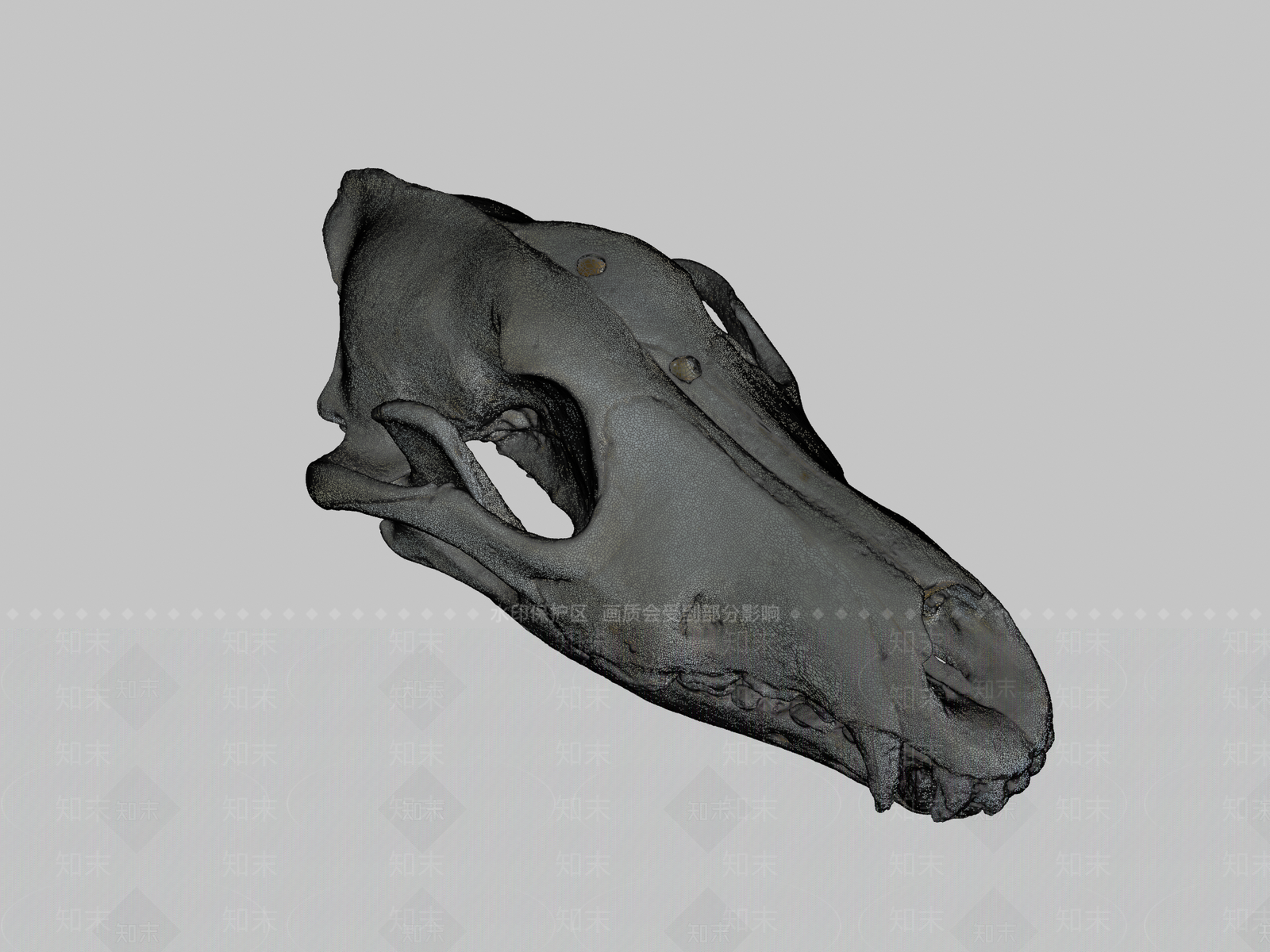 其他动物3D模型下载【ID:1197078160】