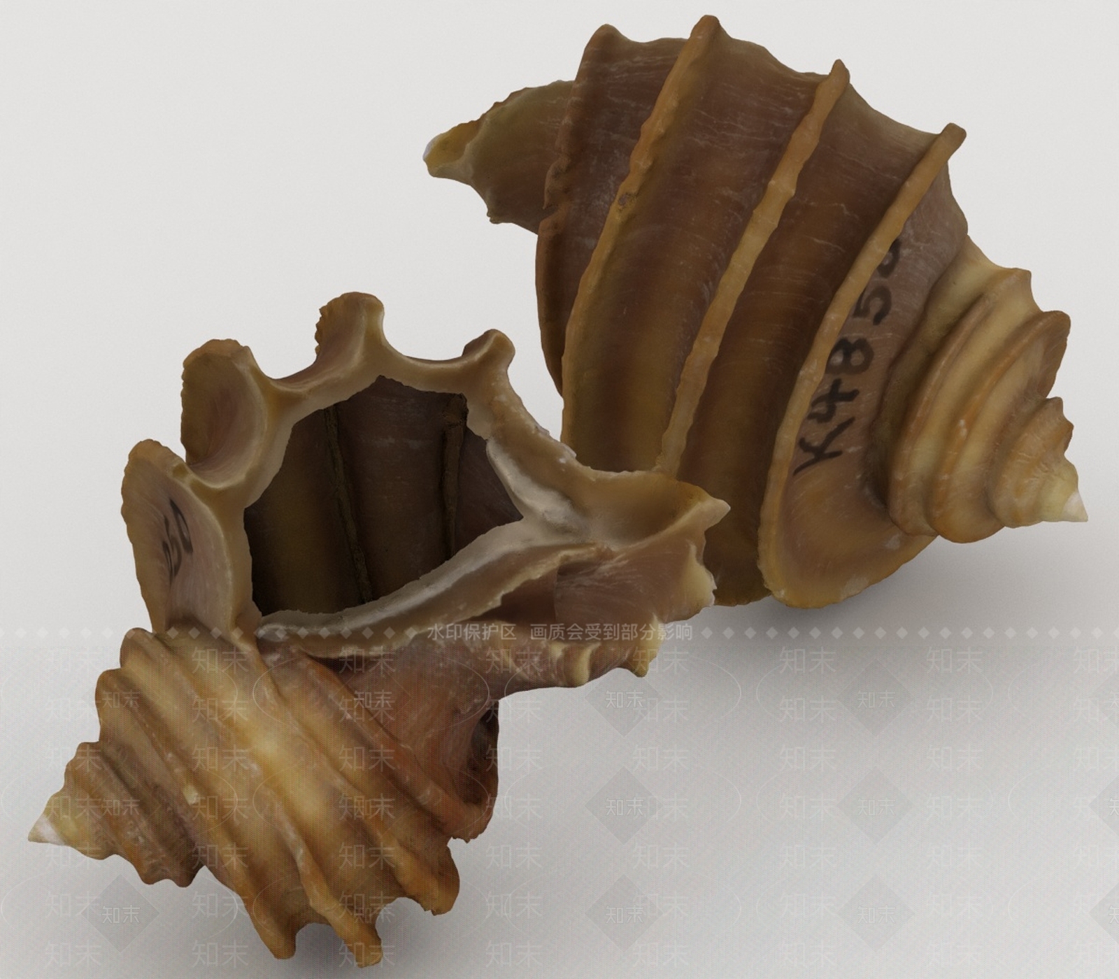 水生类动物3D模型下载【ID:1197085412】
