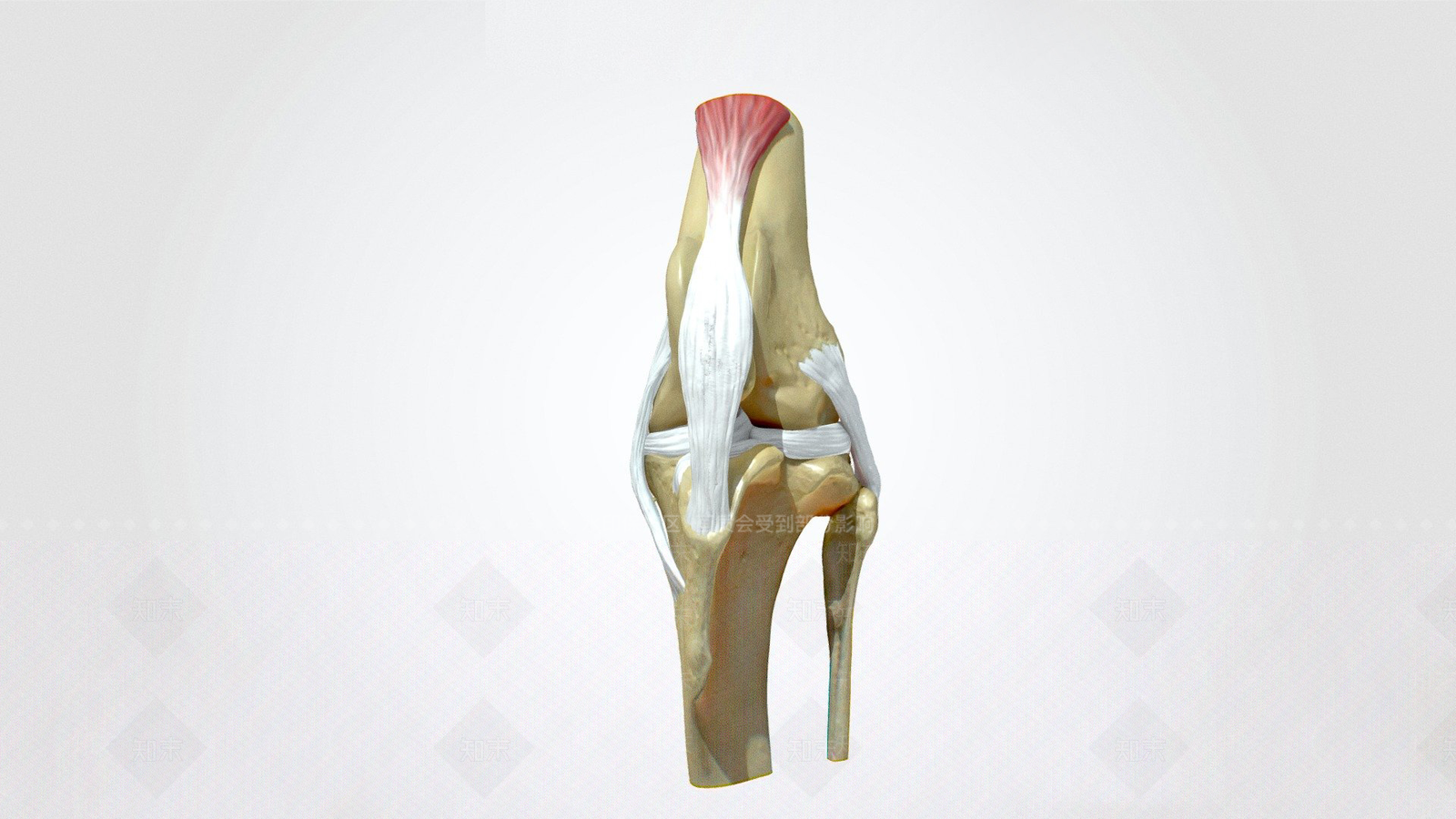 其他动物3D模型下载【ID:1197138807】