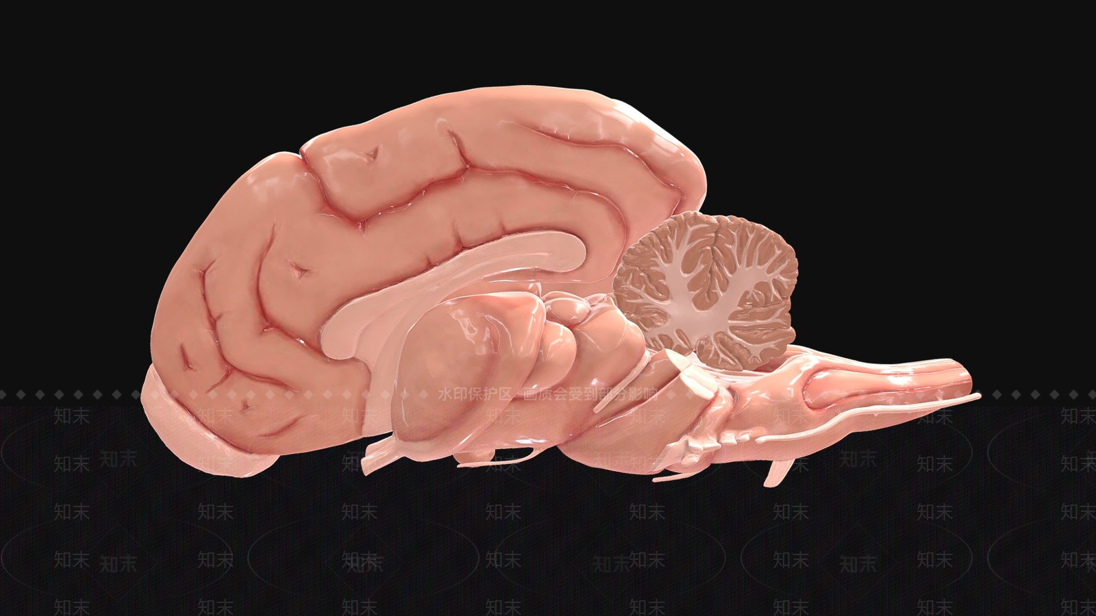 其他动物3D模型下载【ID:1197141834】