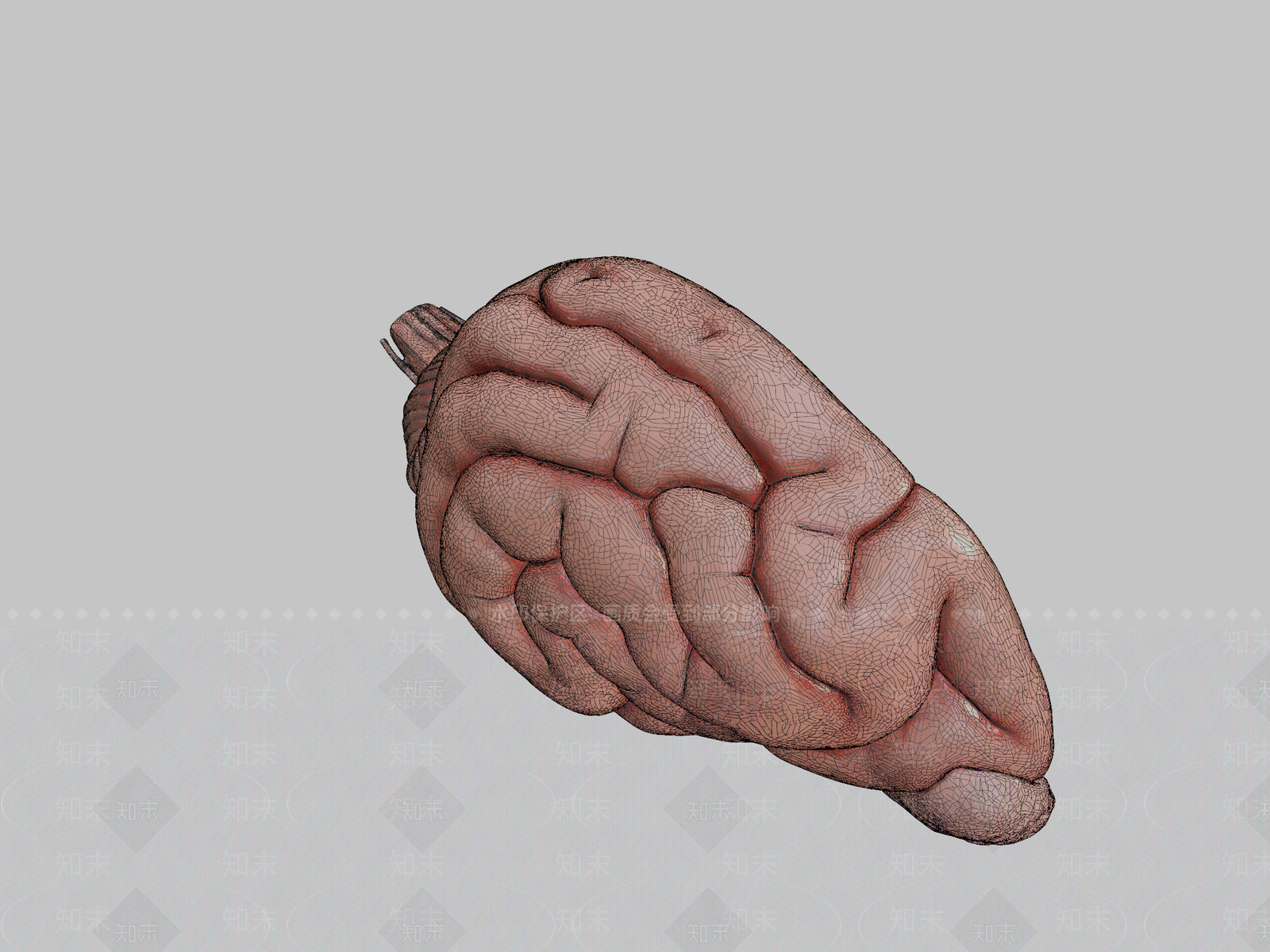 其他动物3D模型下载【ID:1197141834】