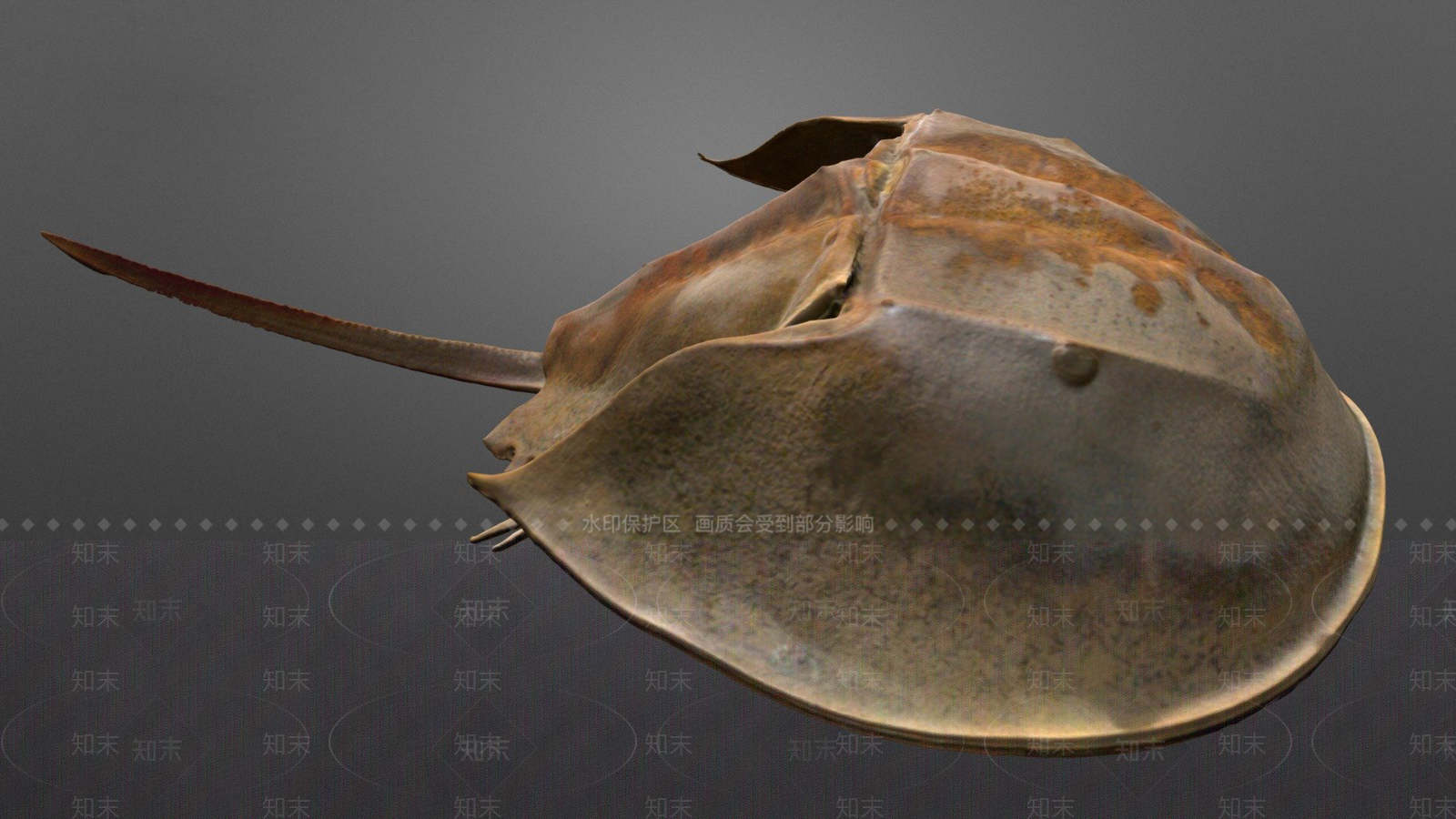 其他动物3D模型下载【ID:1197309566】