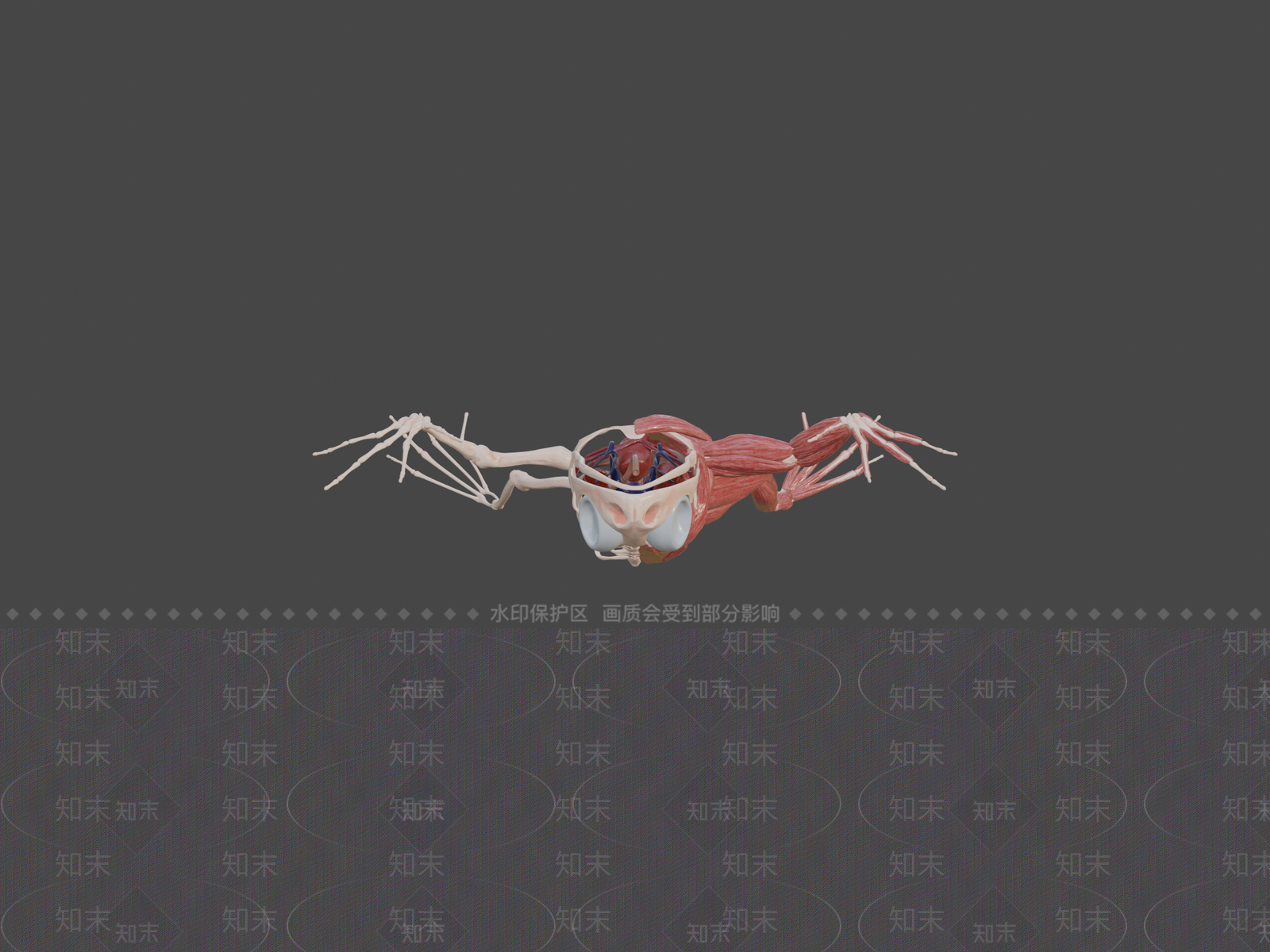 其他动物3D模型下载【ID:1197313074】