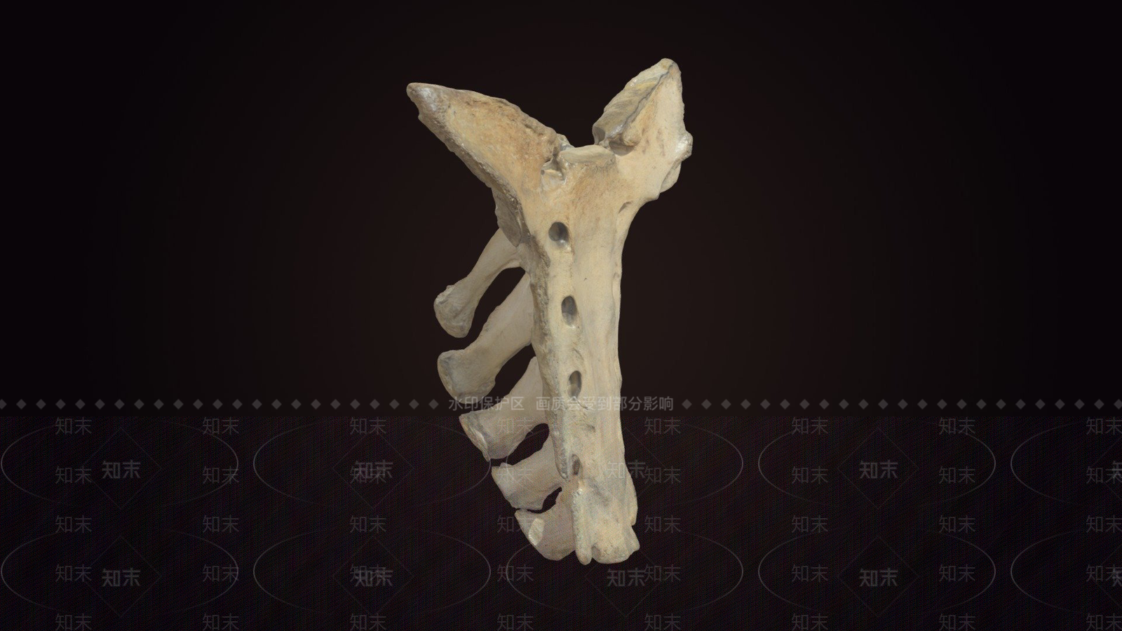 其他动物3D模型下载【ID:1197326580】