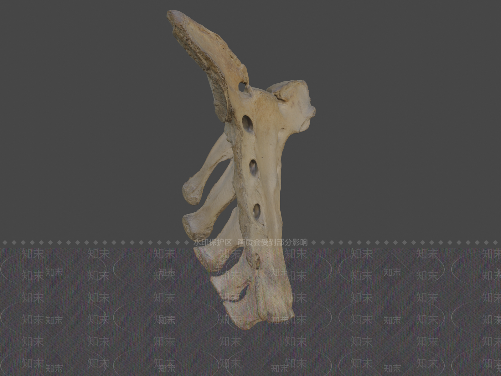其他动物3D模型下载【ID:1197326580】