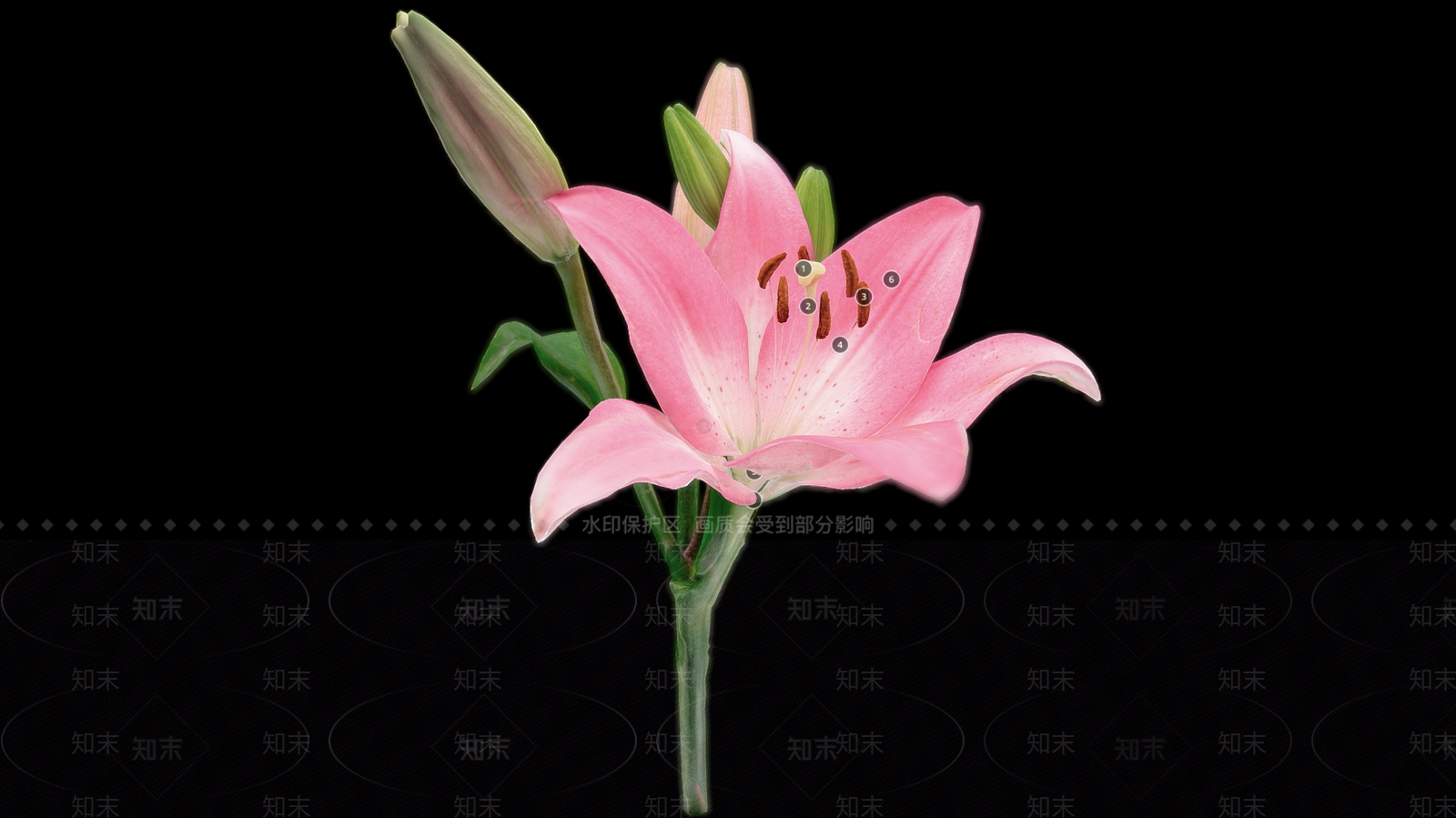 花3D模型下载【ID:1197332100】