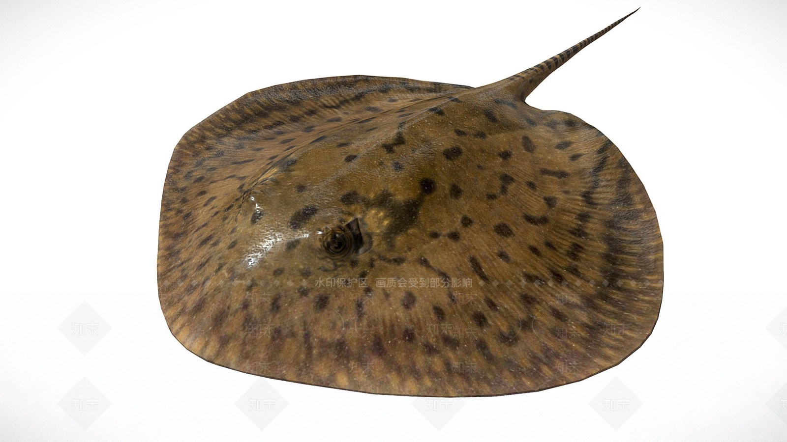 水生类动物3D模型下载【ID:1197352531】
