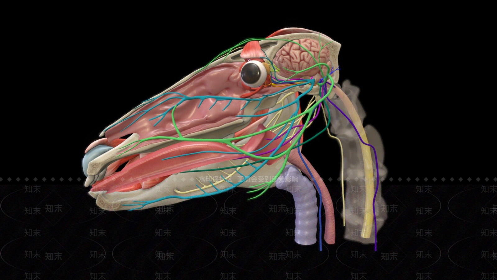 其他动物神经3D模型下载【ID:1197352940】